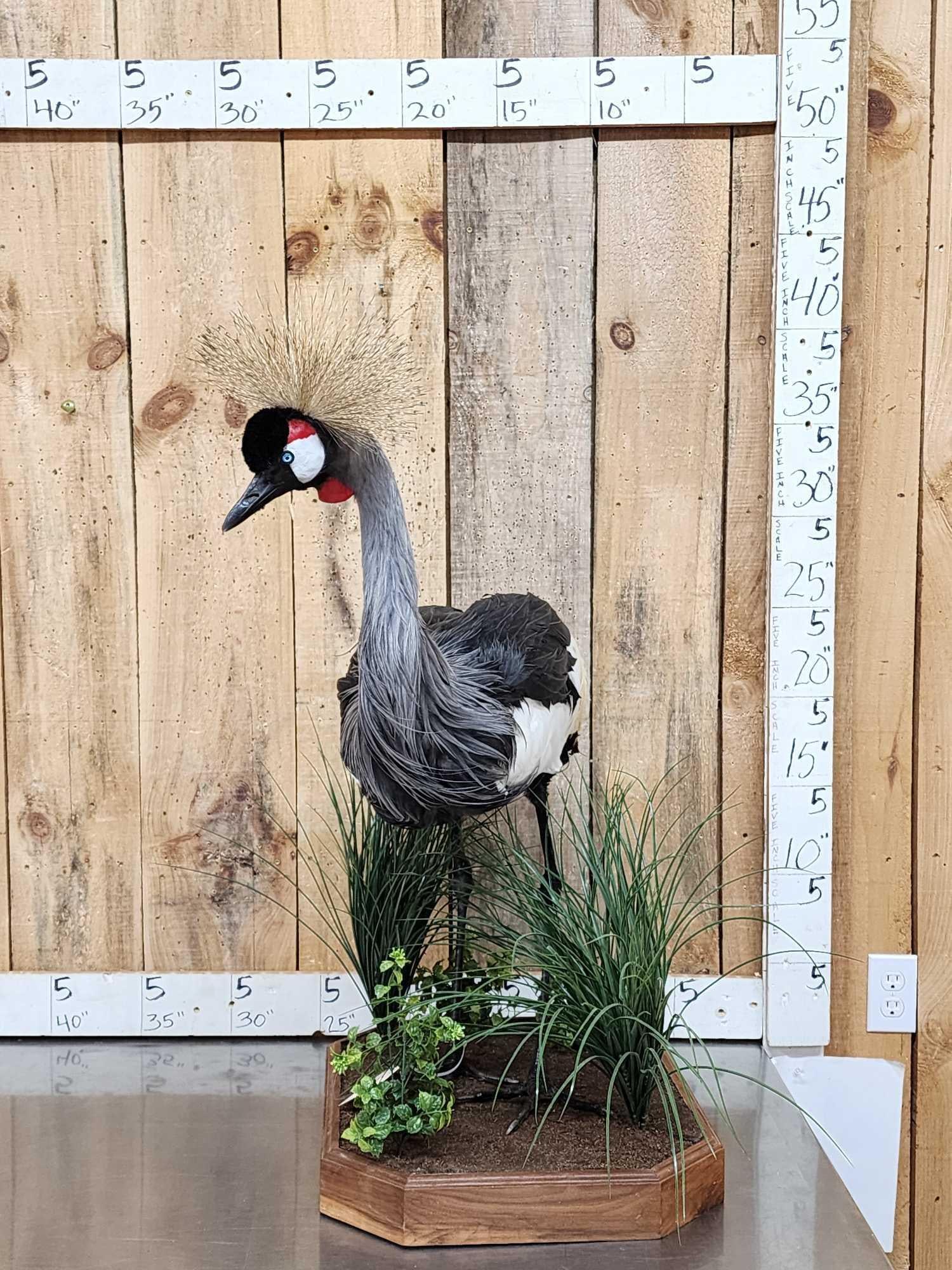Gorgeous African Crowned Crane Full Body Bird Taxidermy (1 of 8)