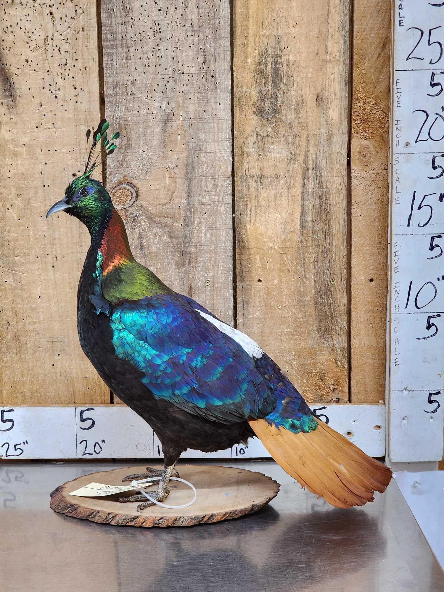 Himalayan Monal Pheasant Full Body Bird Taxidermy (1 of 9)