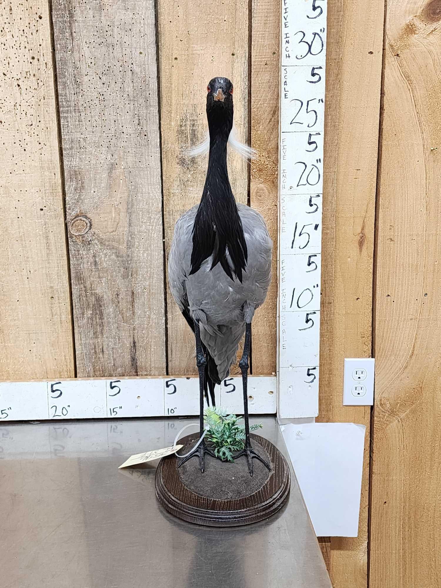 Rare Demoiselle Crane Full Body Bird Taxidermy (1 of 7)