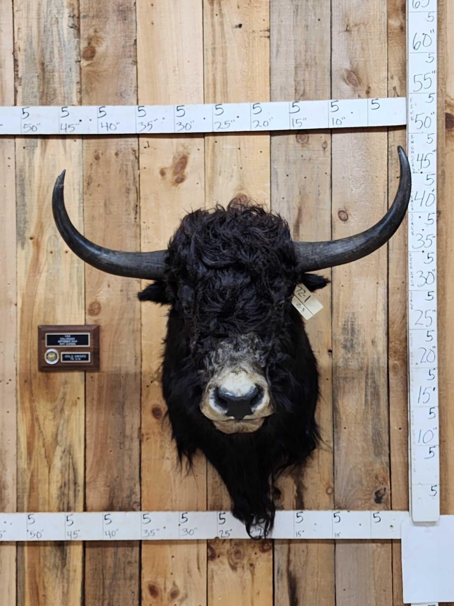 SCI Gold Award Yak Shoulder Mount Taxidermy (1 of 9)