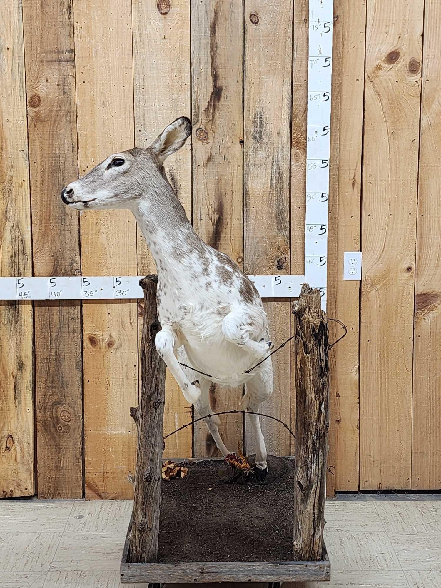 Piebald Whitetail Doe Jumping A Fence Full Body Taxidermy Mount (1 of 7)