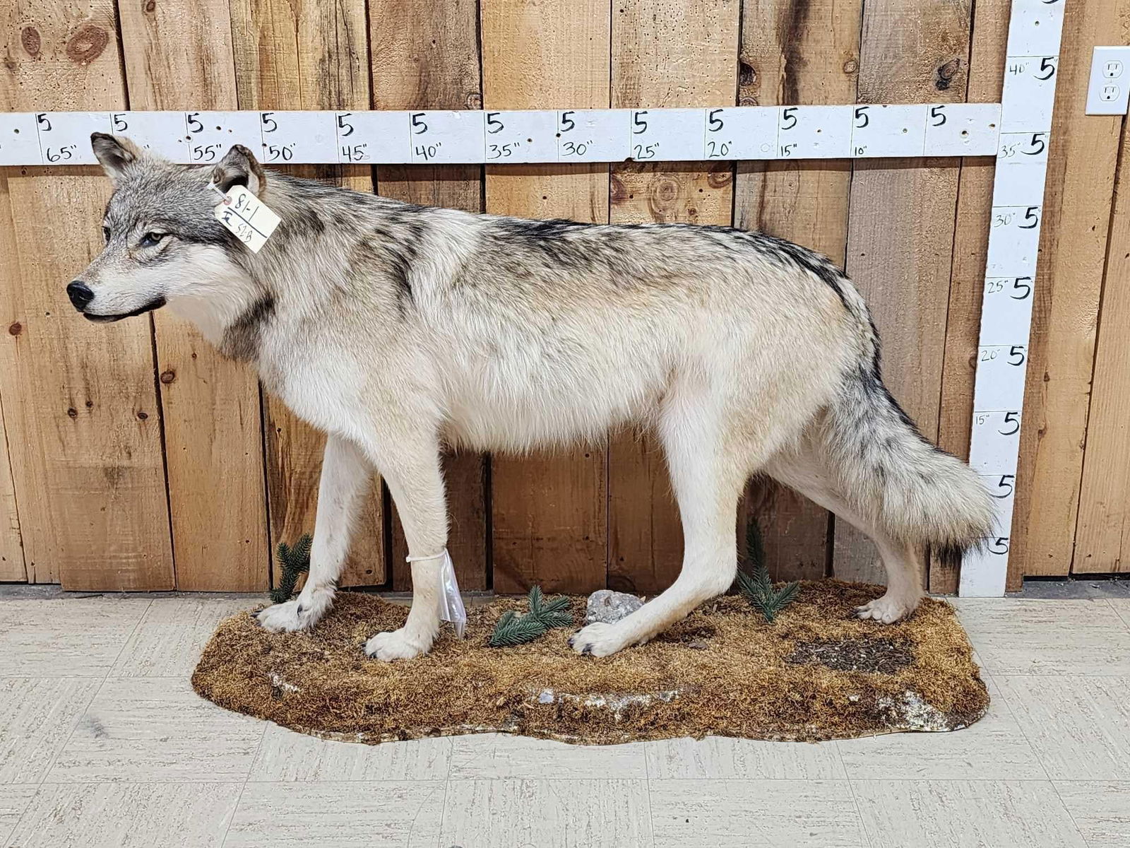 NICE Alaskan Wolf Full Body Taxidermy Mount (1 of 7)