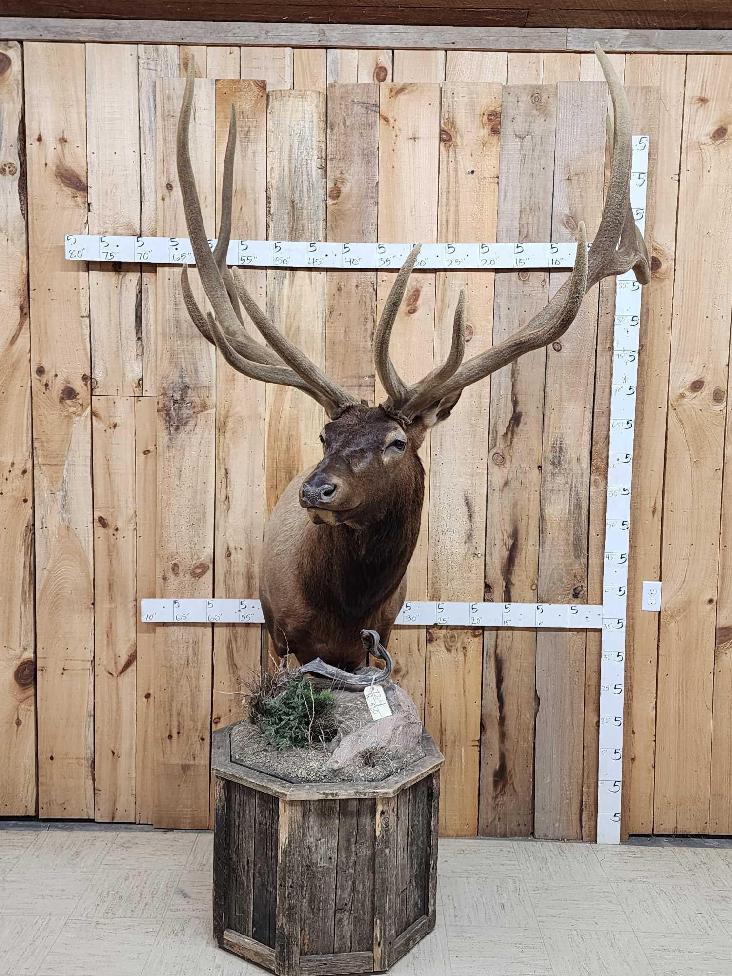 Gorgeous Elk Pedestal Taxidermy Mount (1 of 9)