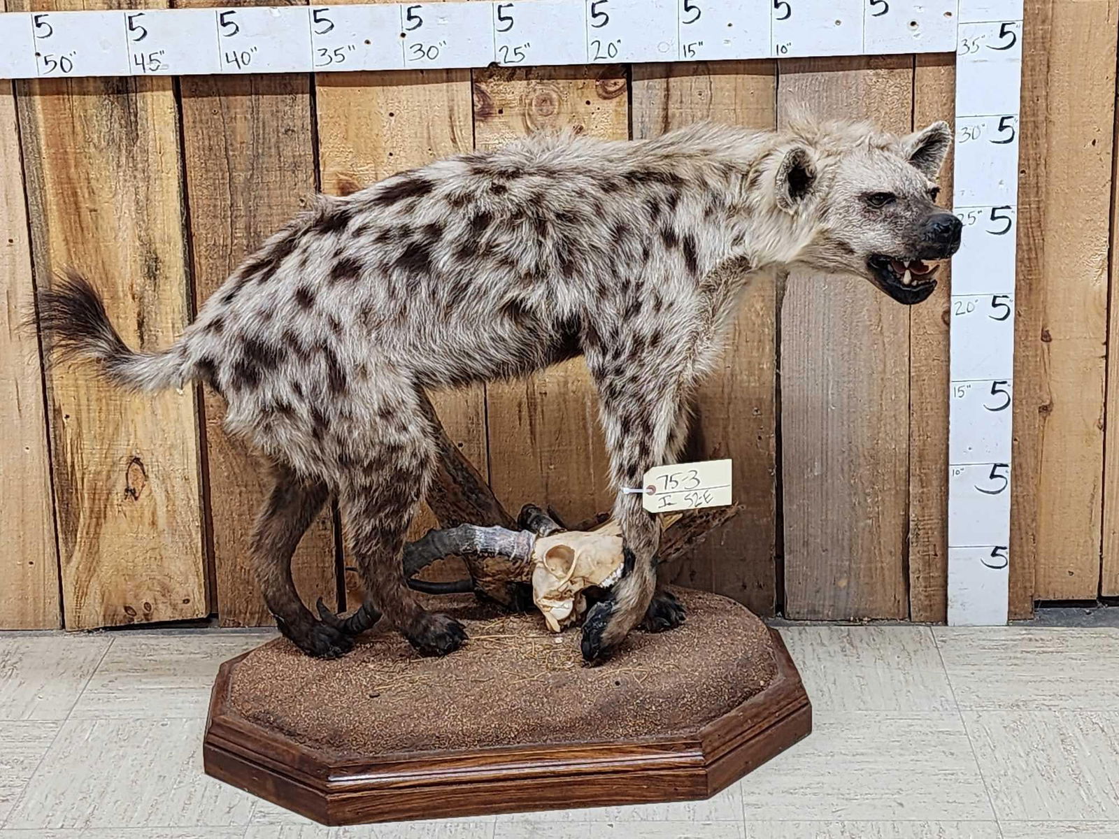 NICE African Hyena Full Body Taxidermy Mount (1 of 5)