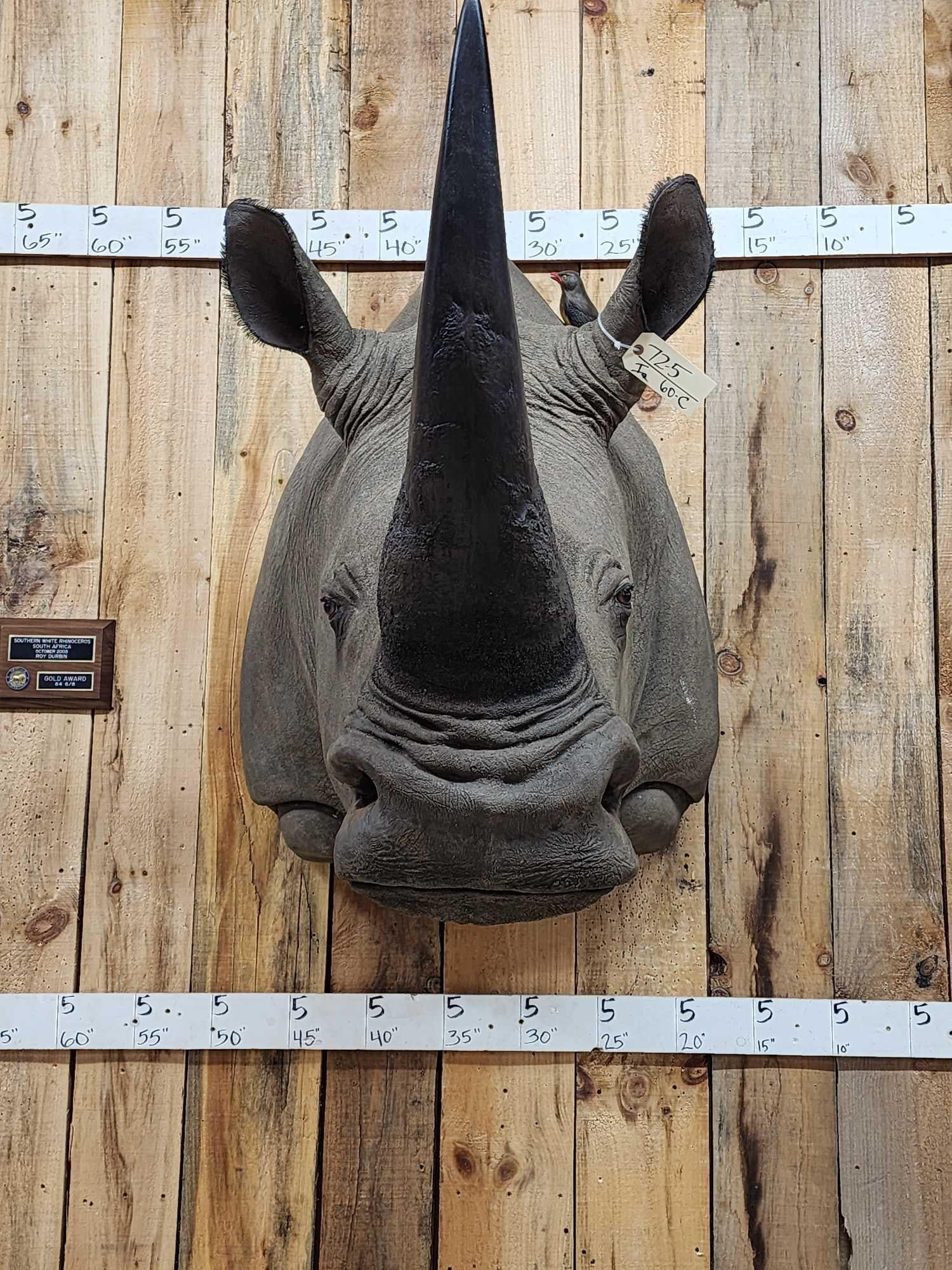 Reproduction Monster African White Rhinoceros Shoulder Mount Taxidermy (1 of 13)