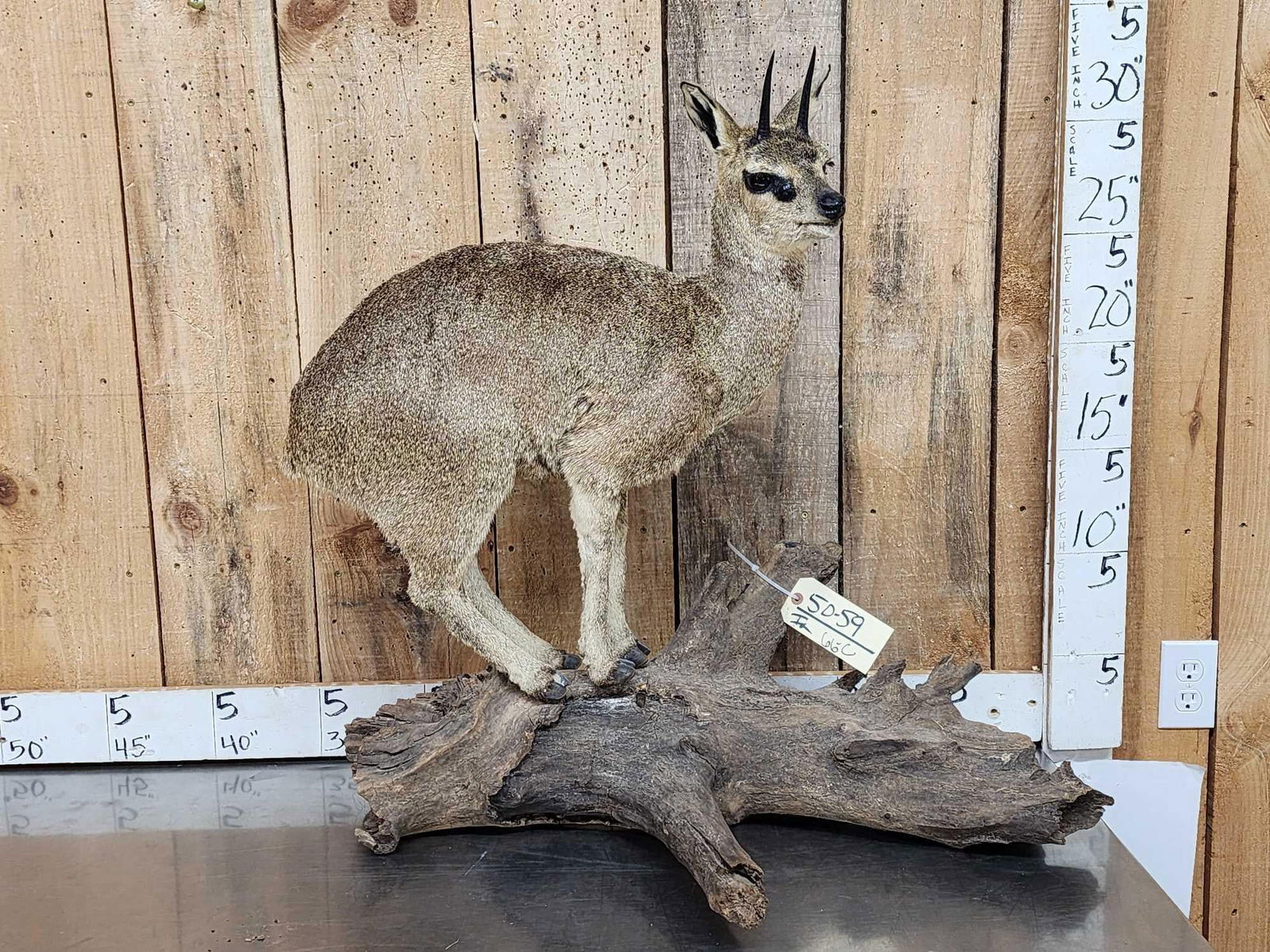 African Klipspringer Full Body Taxidermy Mount (1 of 6)