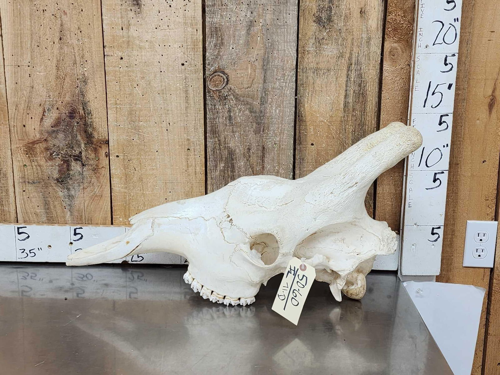 Giraffe Skull Taxidermy (1 of 5)