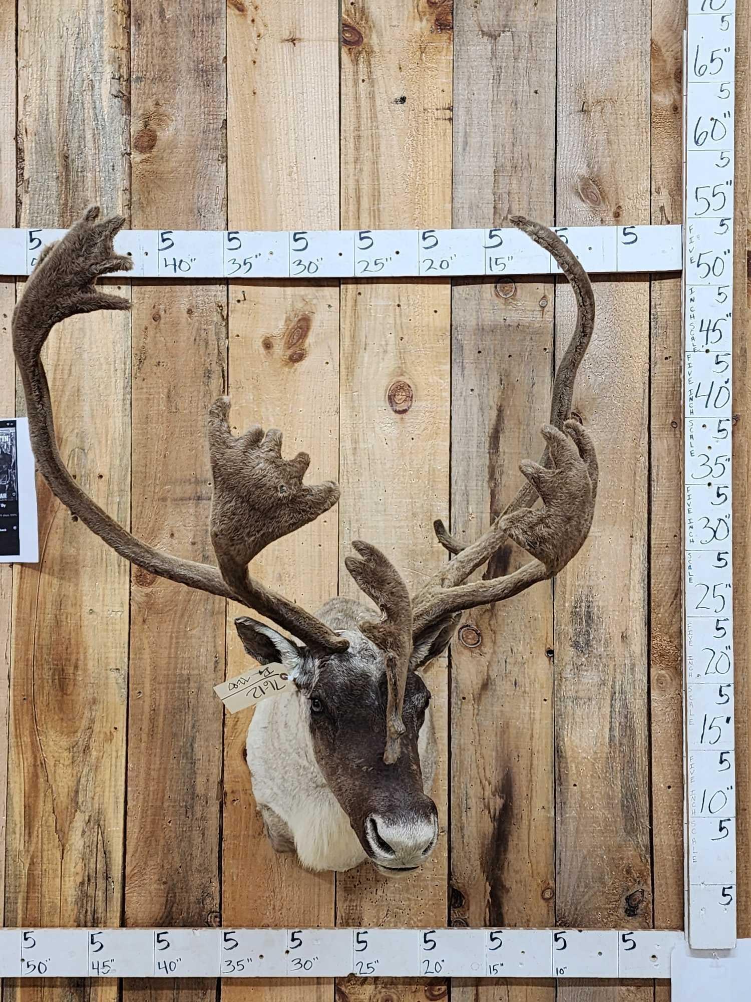 Caribou In Velvet Shoulder Mount Taxidermy (1 of 6)