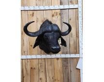 Big African Cape Buffalo Shoulder Mount Taxidermy (1 of 6)
