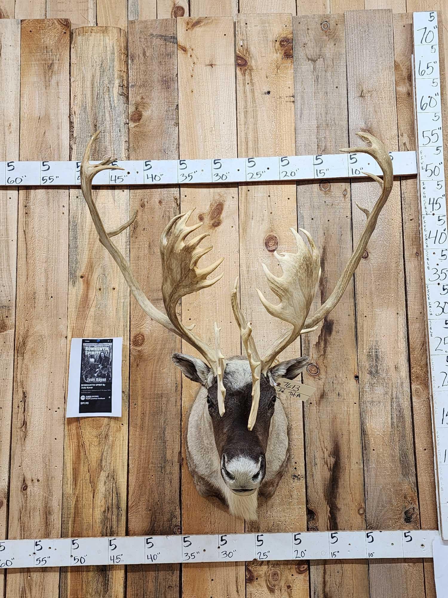 Big Double Shovel Caribou Shoulder Mount Taxidermy (1 of 11)