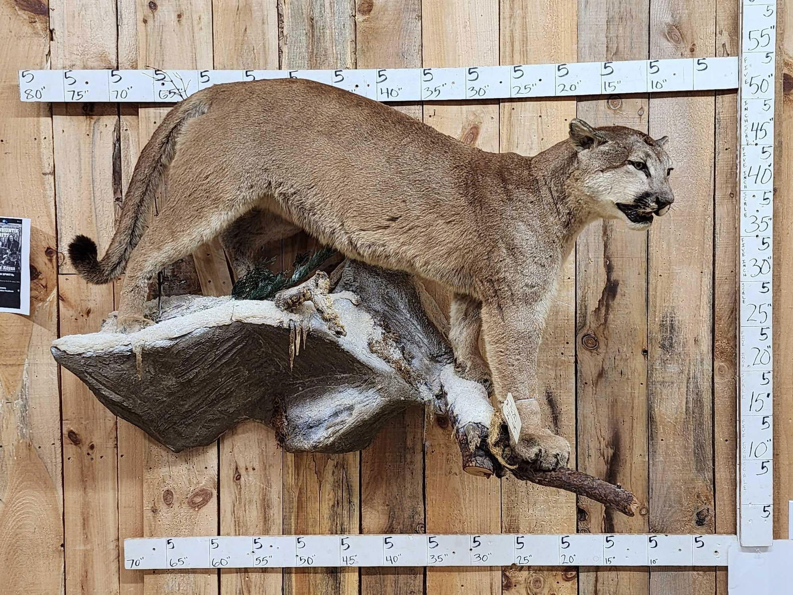 Big Mountain Lion Cougar Full Body Taxidermy Mount (1 of 8)