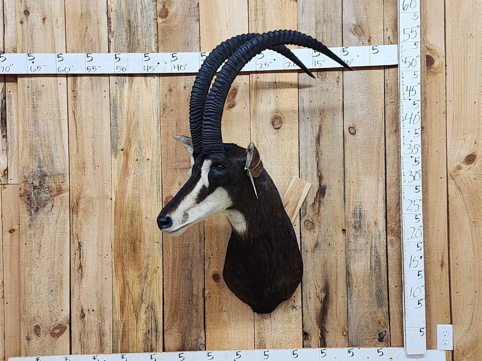 African Sable Antelope Shoulder Mount Taxidermy (1 of 4)
