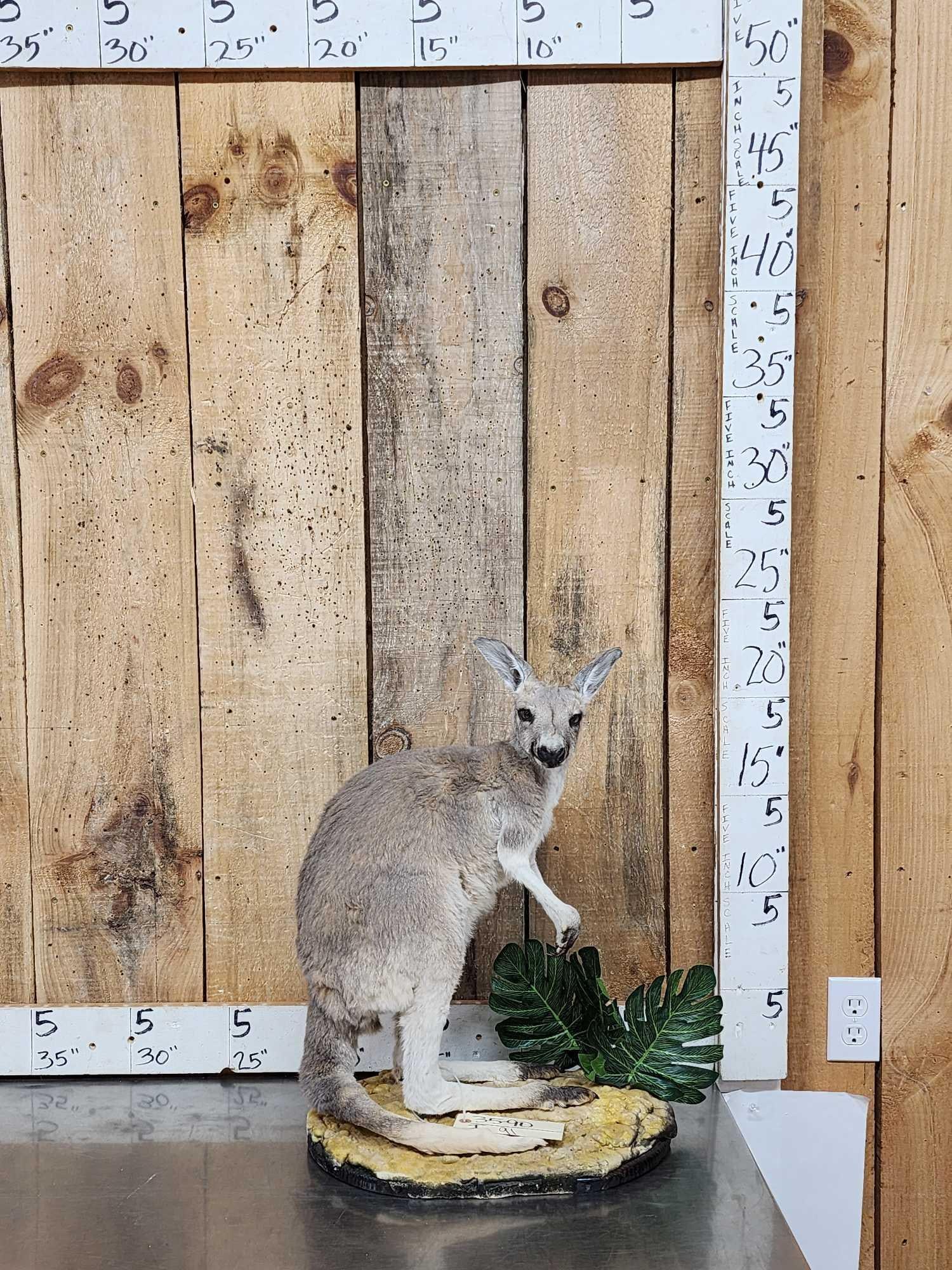 Wallaby Full Body Taxidermy Mount (1 of 9)