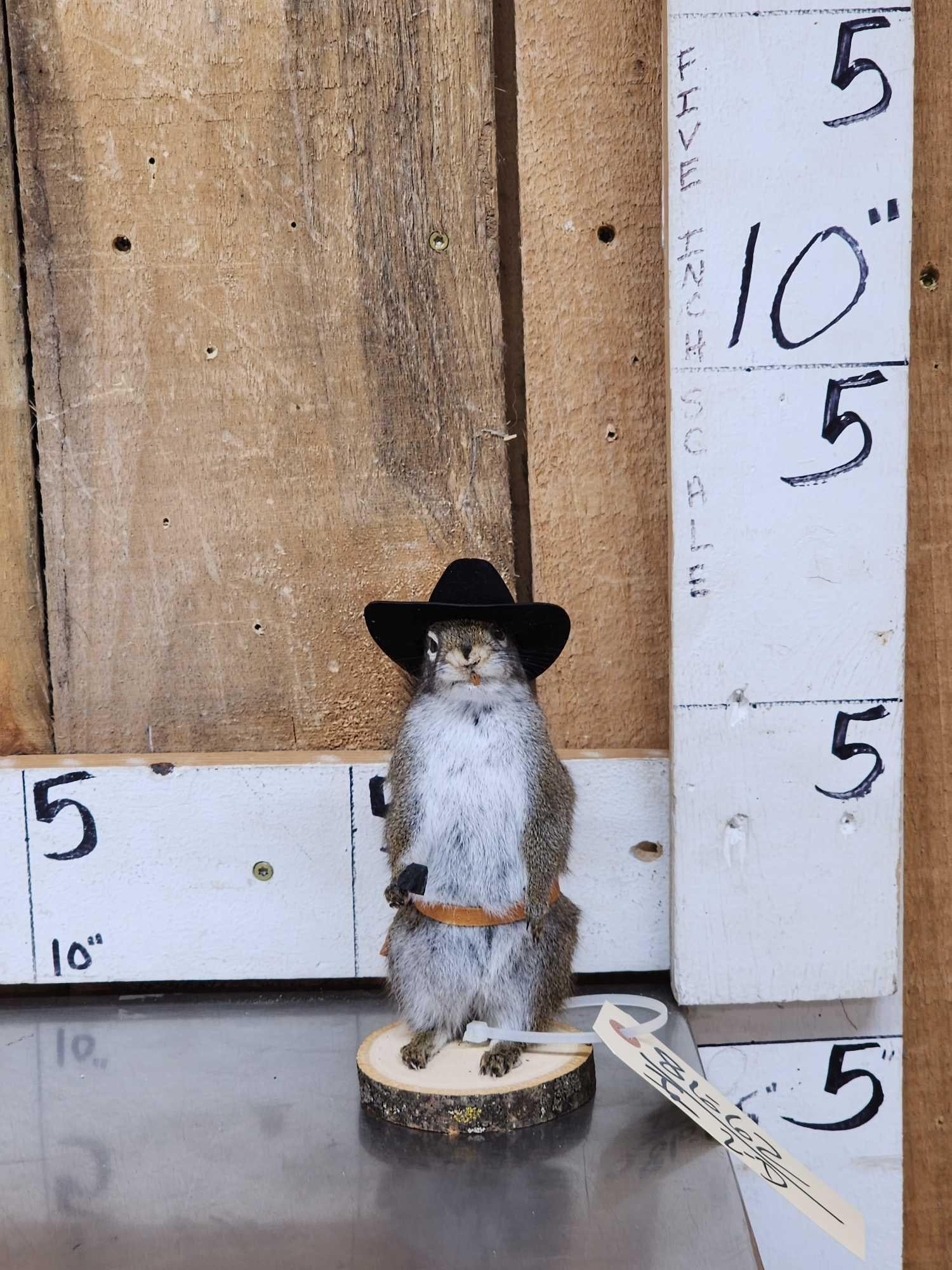 Sheriff Squirrel Taxidermy Mount (1 of 3)