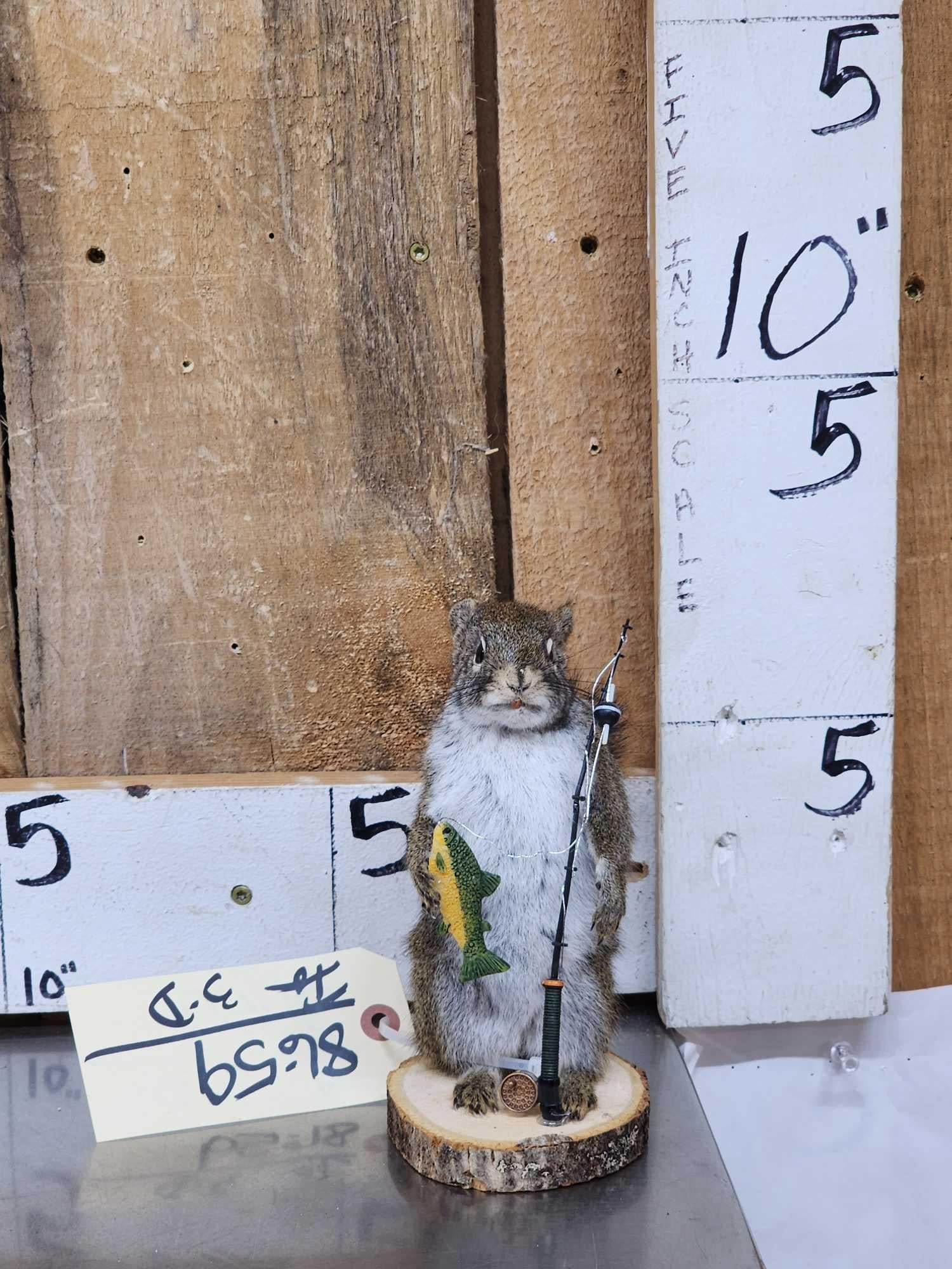 Fishing Squirrel Full Body Taxidermy Mount (1 of 3)