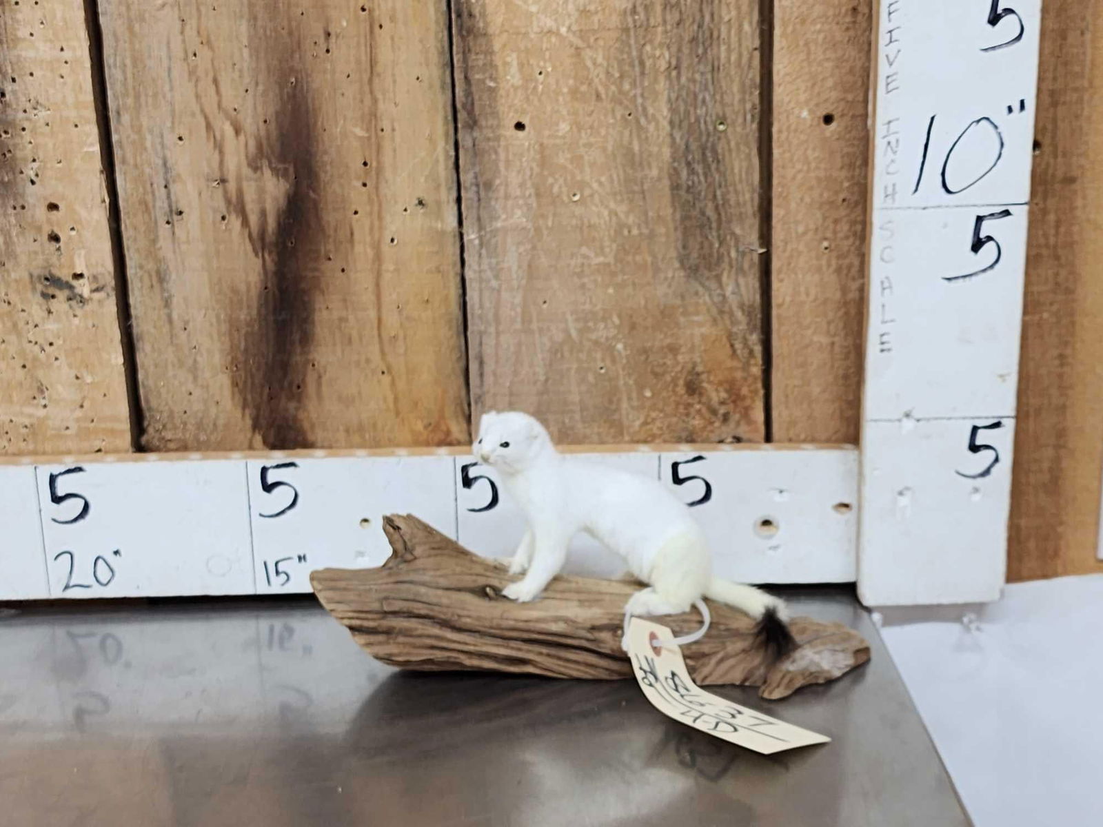 White Weasel Full Body Taxidermy Mount: 86.37 Brand new mount