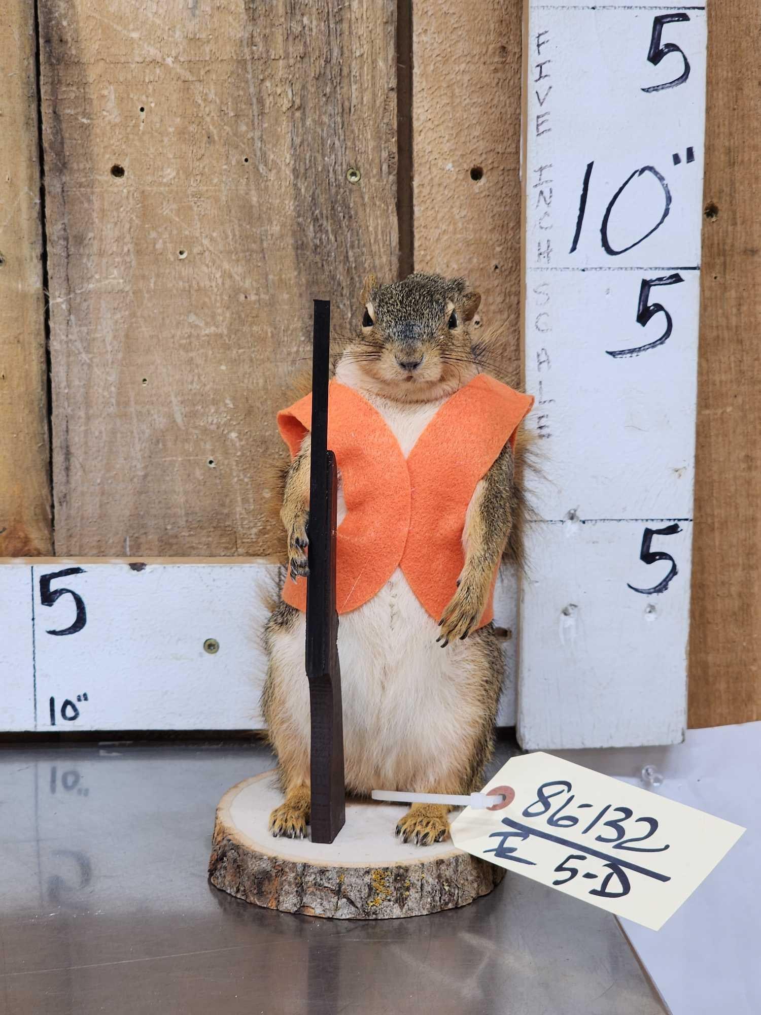 Hunting Squirrel Full Body Taxidermy Mount (1 of 4)