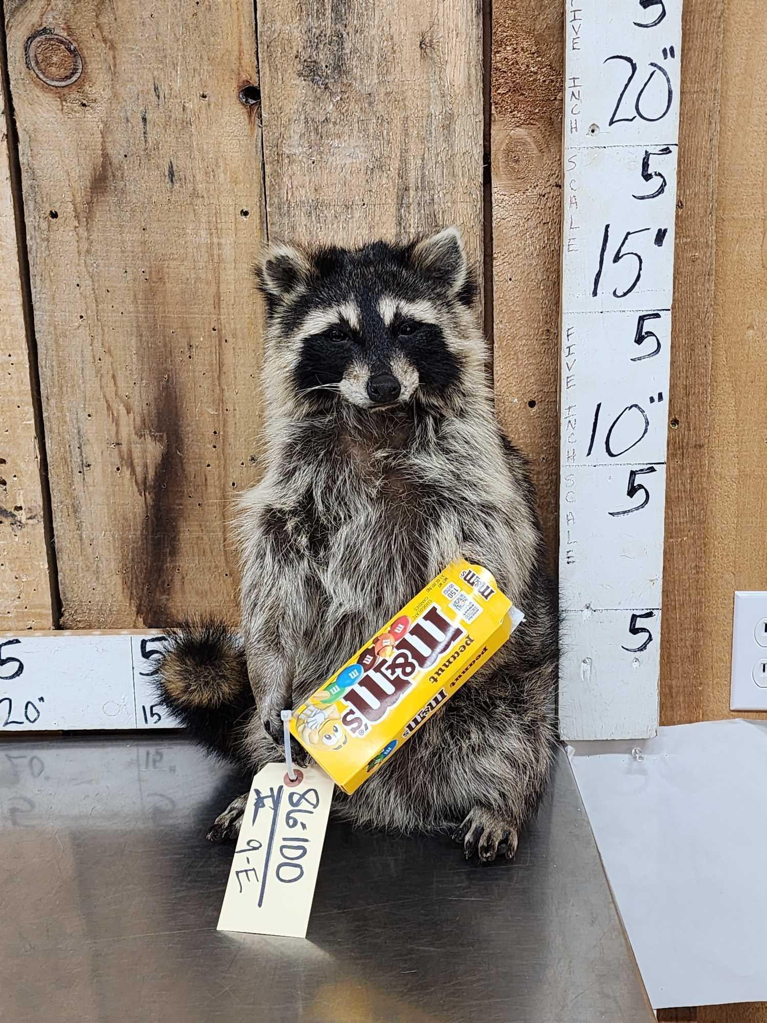 Raccoon Eating Candy Taxidermy Mount (1 of 5)