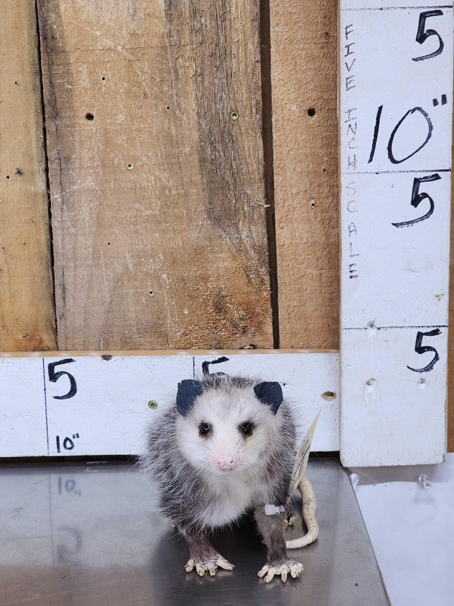 Baby Opossum Full Body Taxidermy Mount: 86.116 Free standing mount put it anywhere in your display brand new