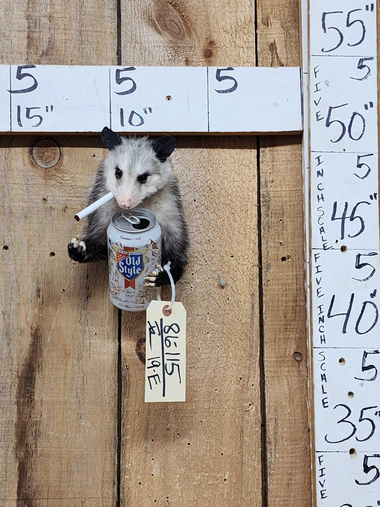 Naughty Opossum Shoulder Mount Taxidermy: 86.115 Drinking Beer smoking a cigarette flipping the bird Brand new mount