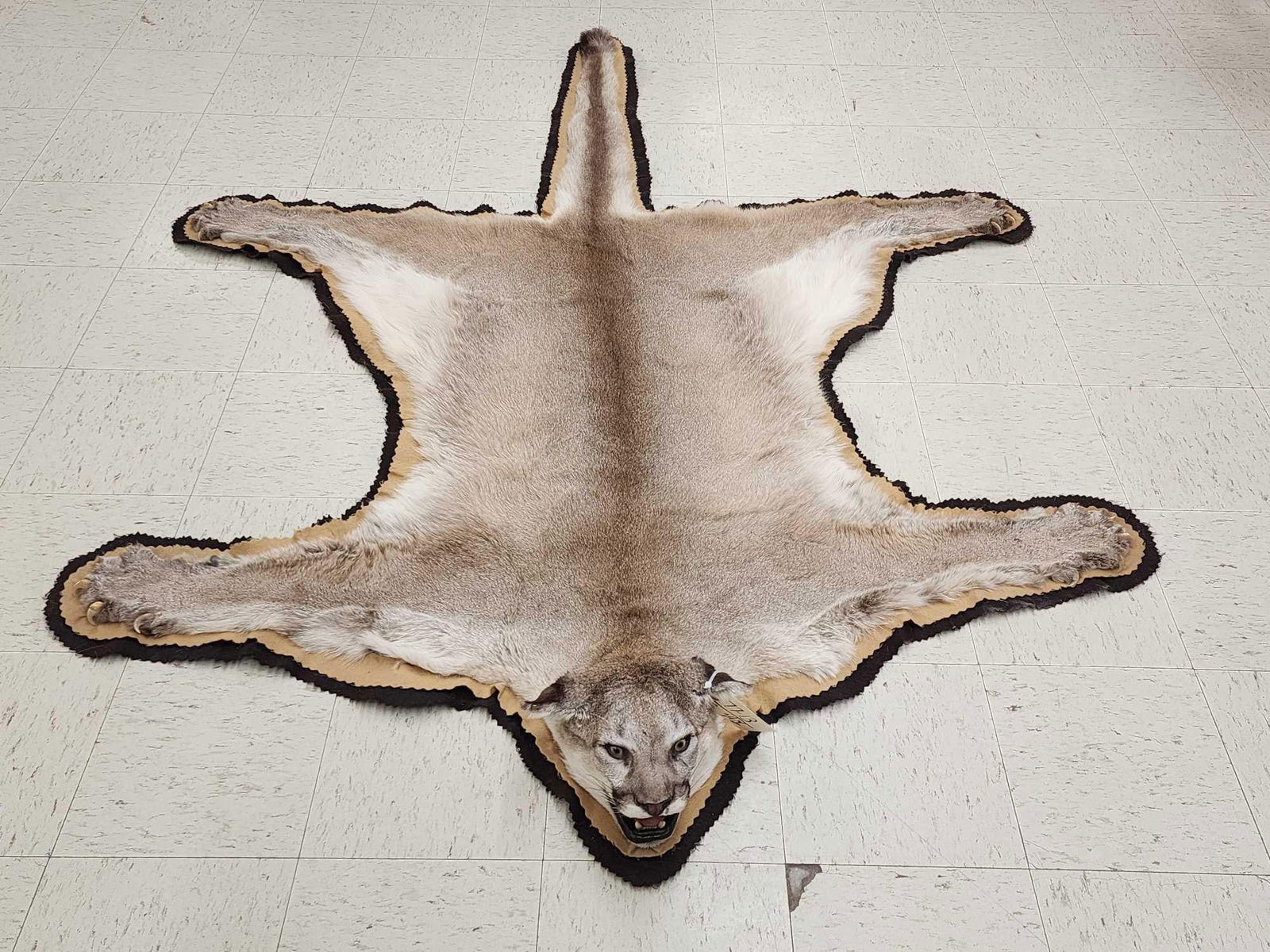 Mountain Lion Cougar Rug Taxidermy (1 of 9)