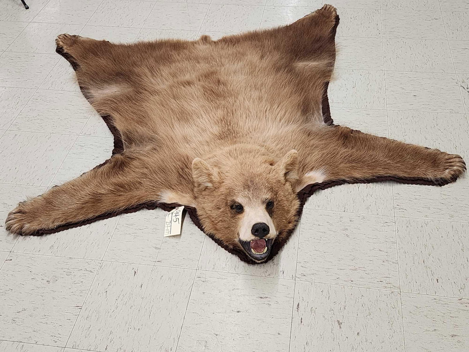 Blonde Phase Black Bear Rug Taxidermy (1 of 8)