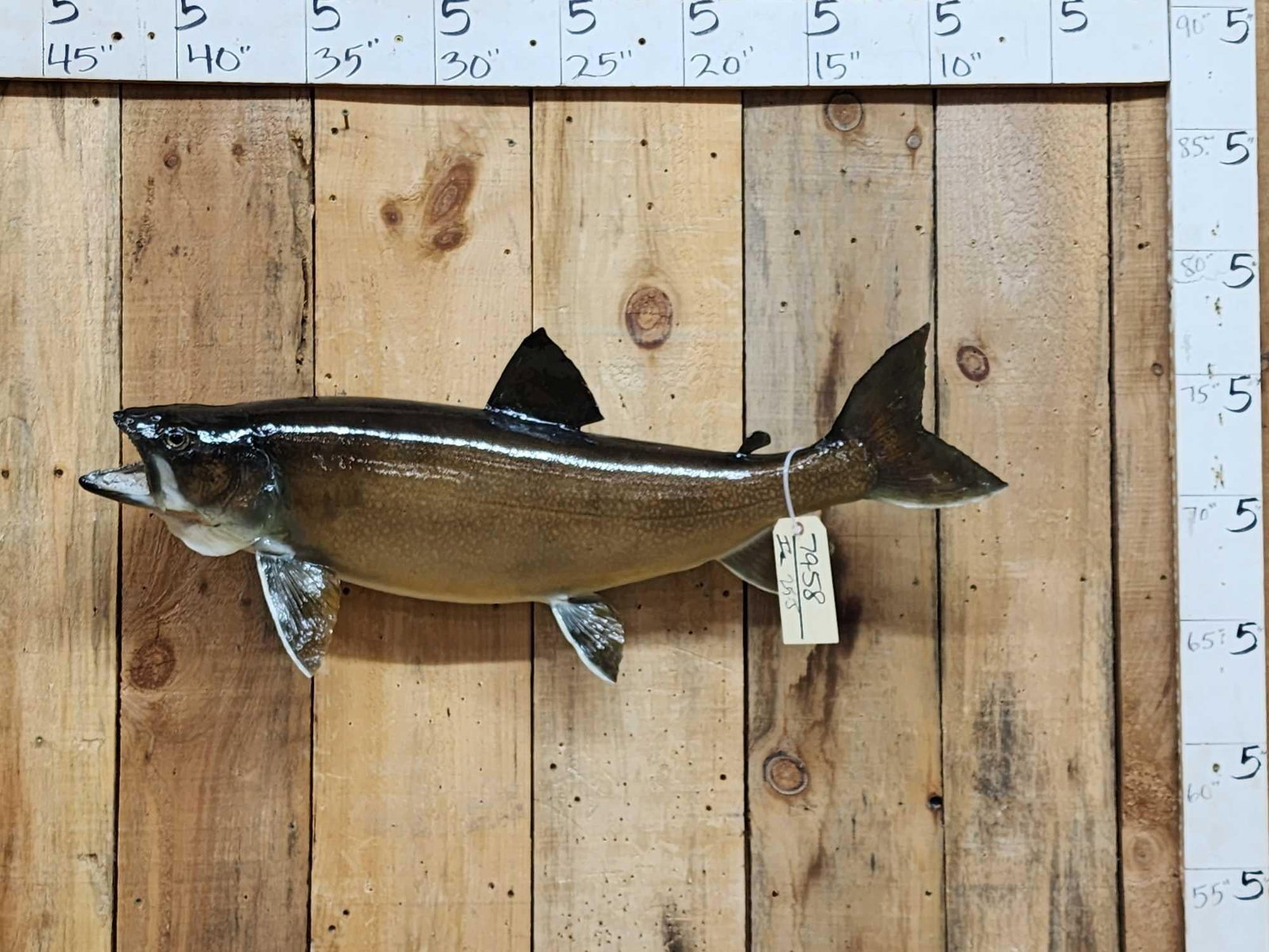 34" Lake Trout Real Skin Fish Taxidermy (1 of 4)