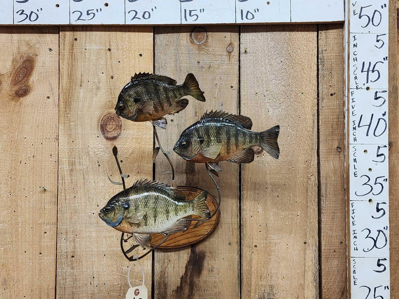 3 Extra Nice Bluegill Real Skin Fish Taxidermy (1 of 7)