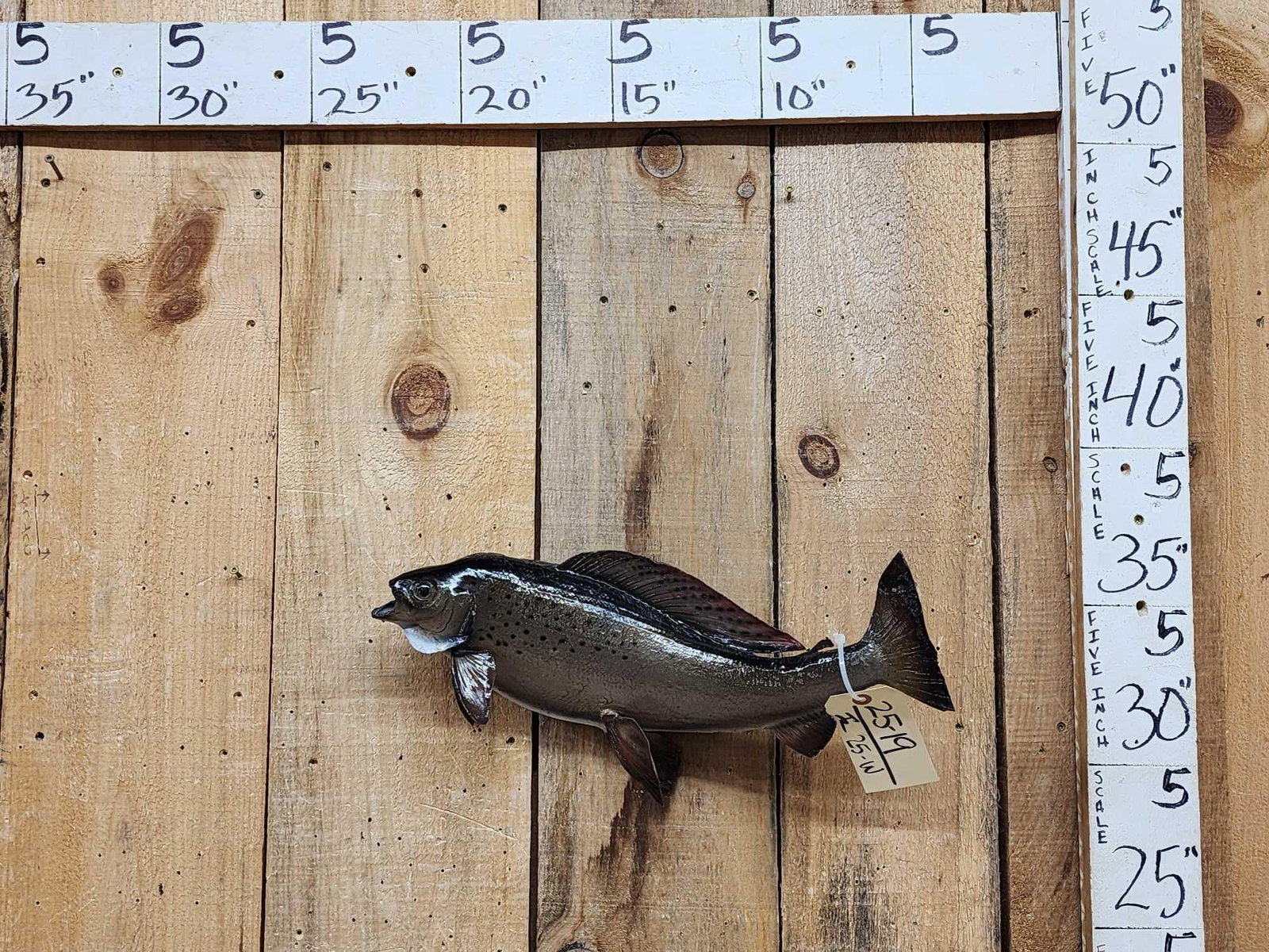 19" Grayling Real Skin Fish Taxidermy: 25.19 Nicely done mount great paint artwork