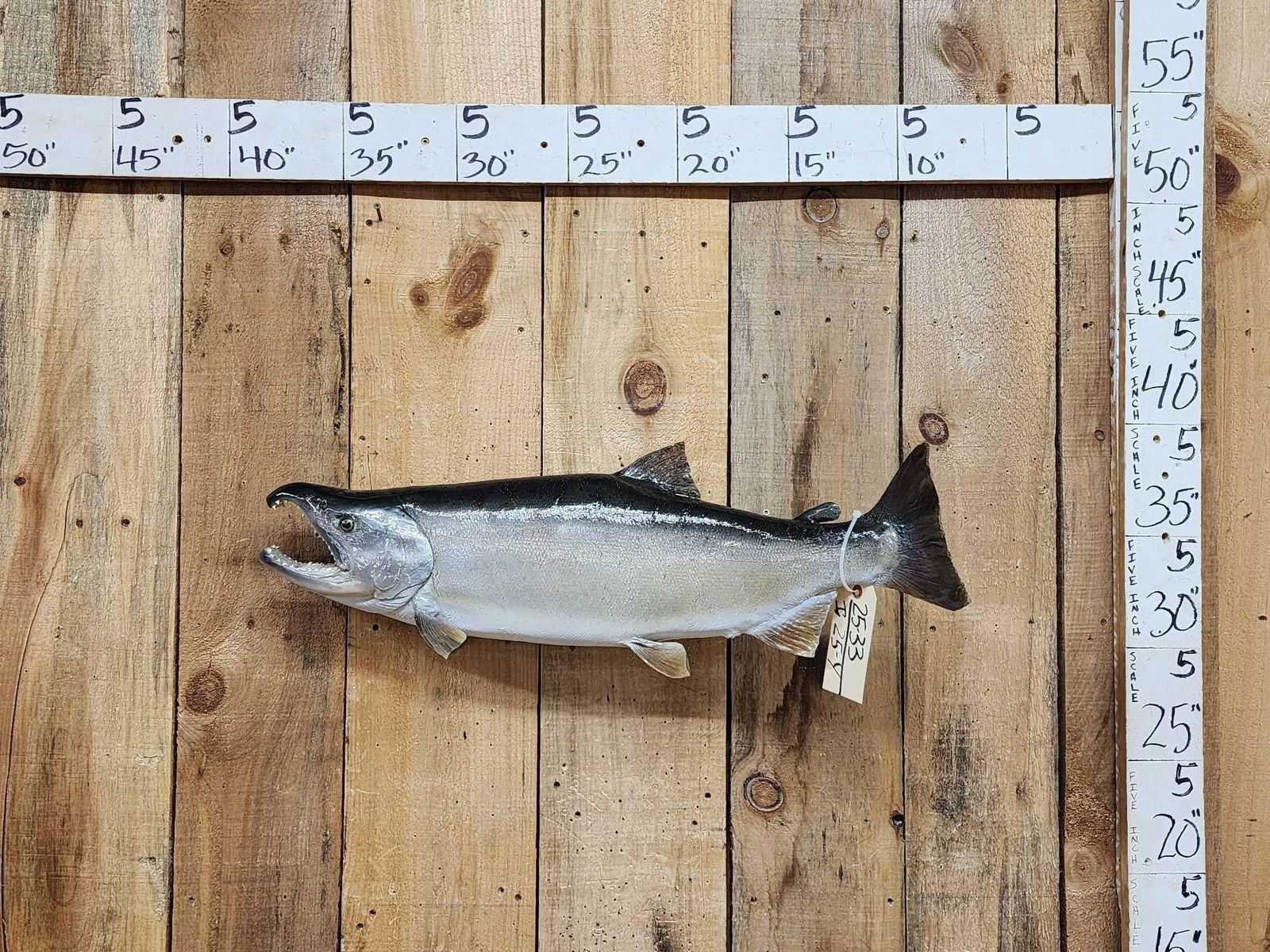31" Alaskan Silver Salmon Real Skin Fish Taxidermy (1 of 4)
