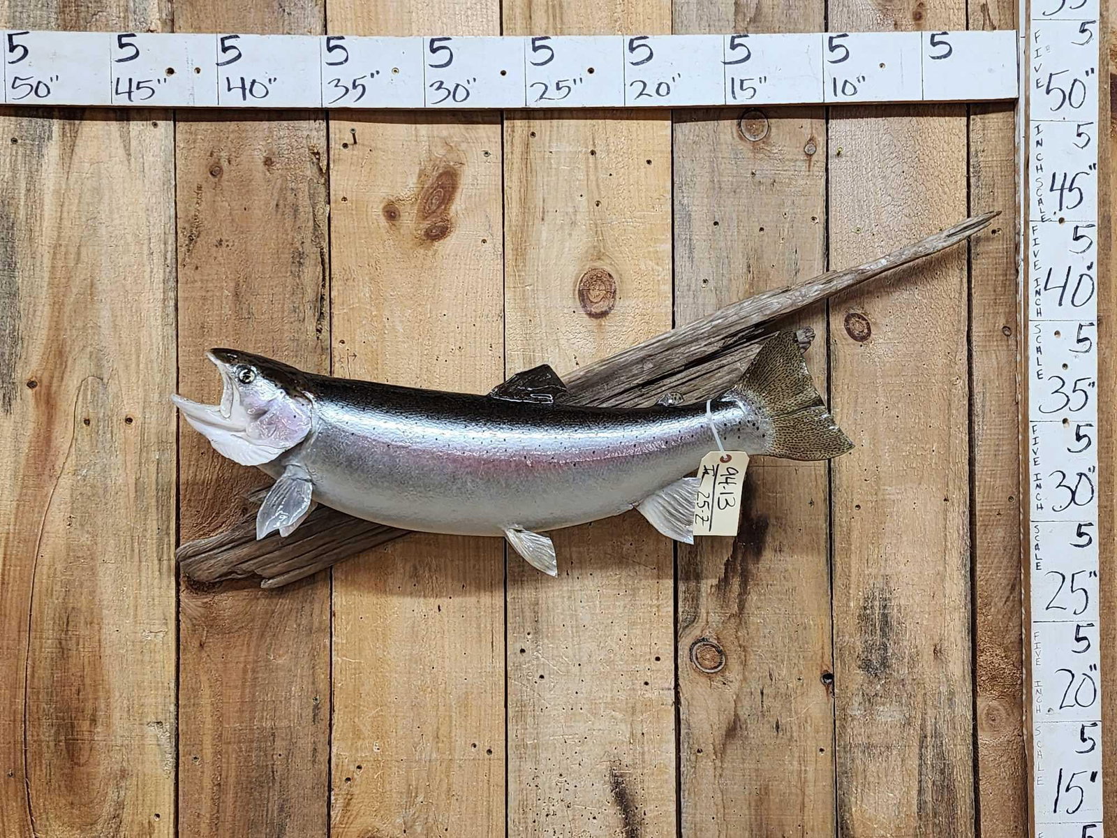 32" Rainbow Trout Real Skin Fish Taxidermy (1 of 6)