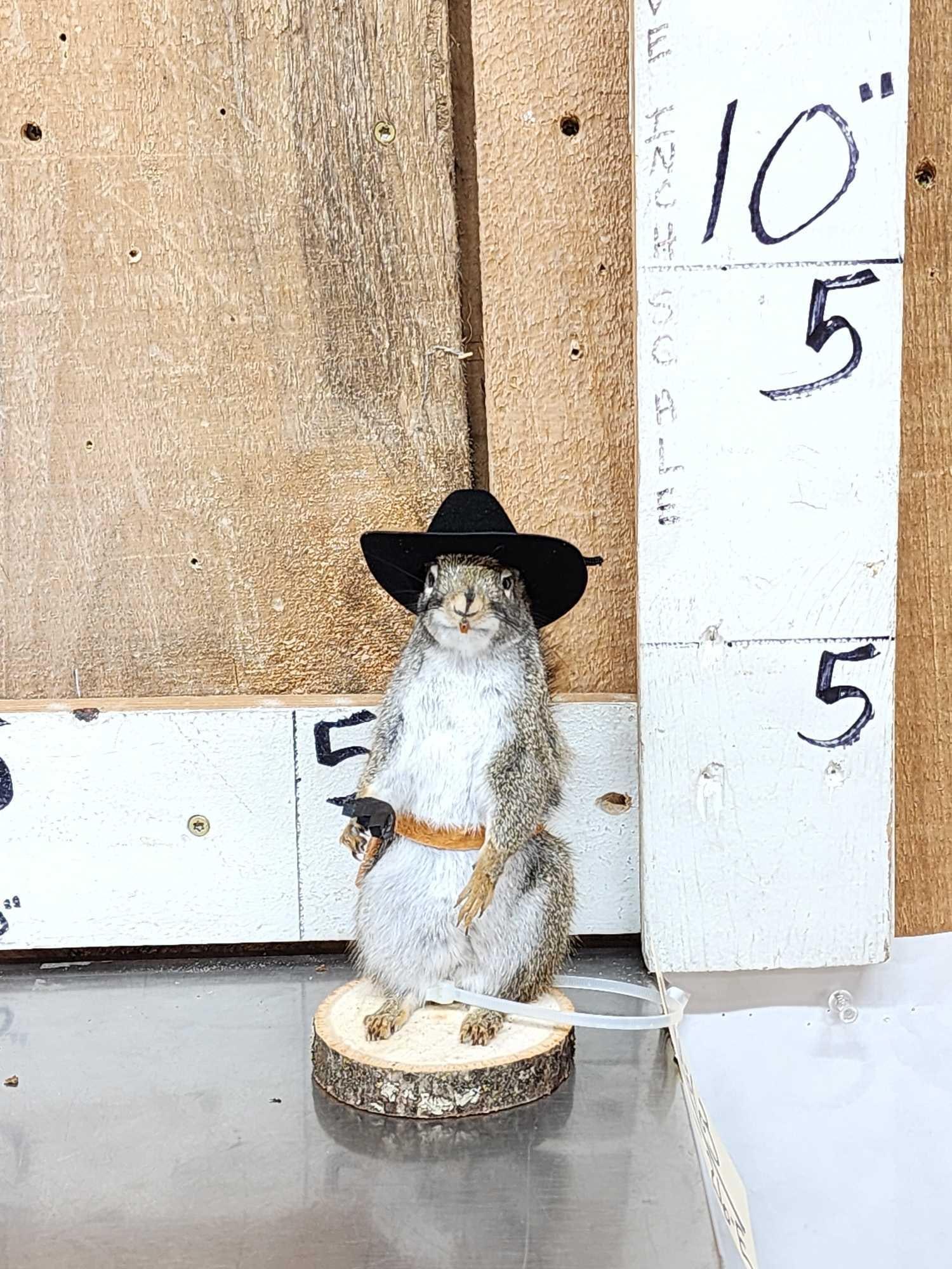 Sheriff Squirrel Full Body Taxidermy Mount: 86.63 Brand new mount