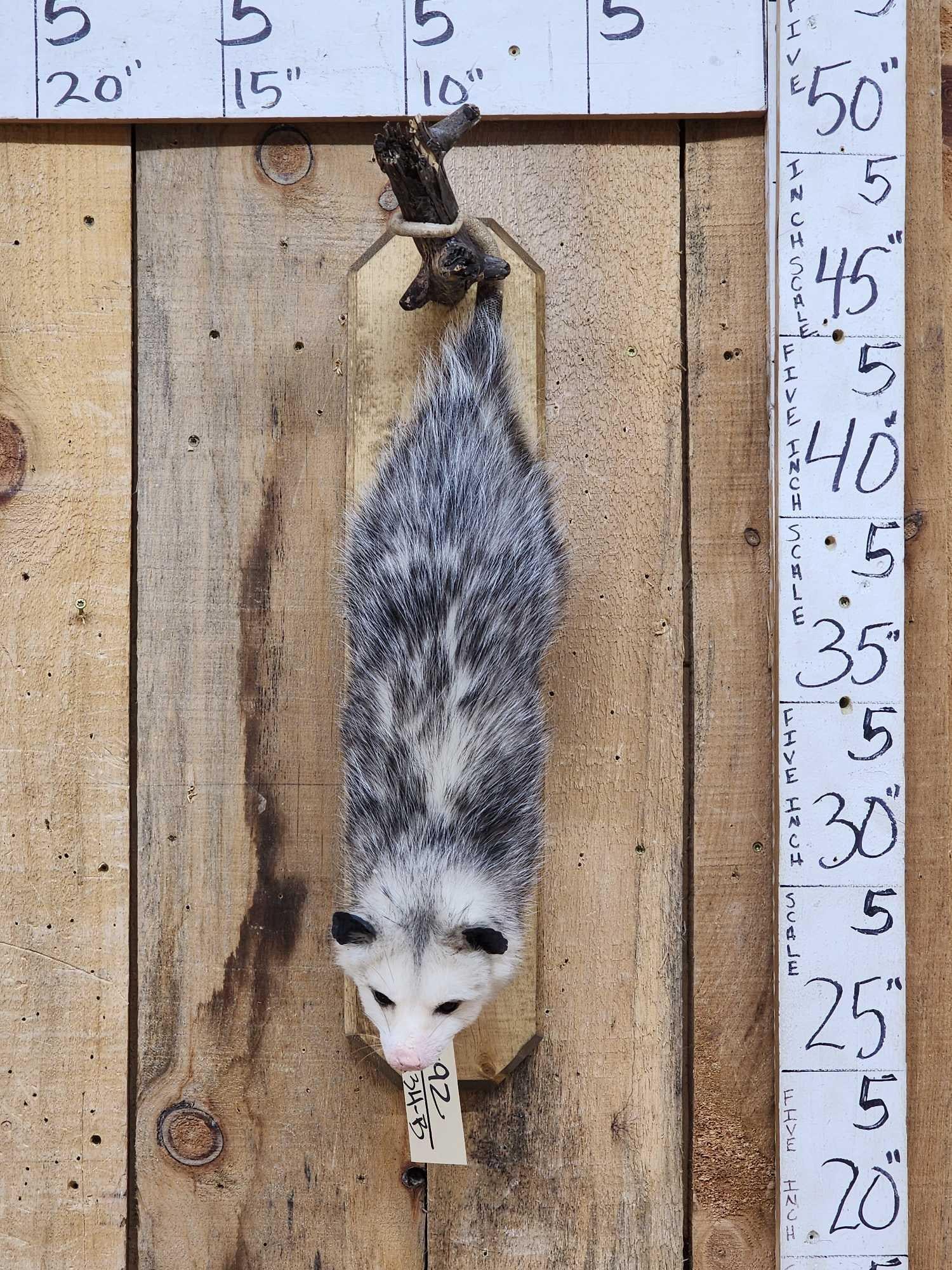 Opossum Hanging By It's Tail Taxidermy Mount (1 of 4)