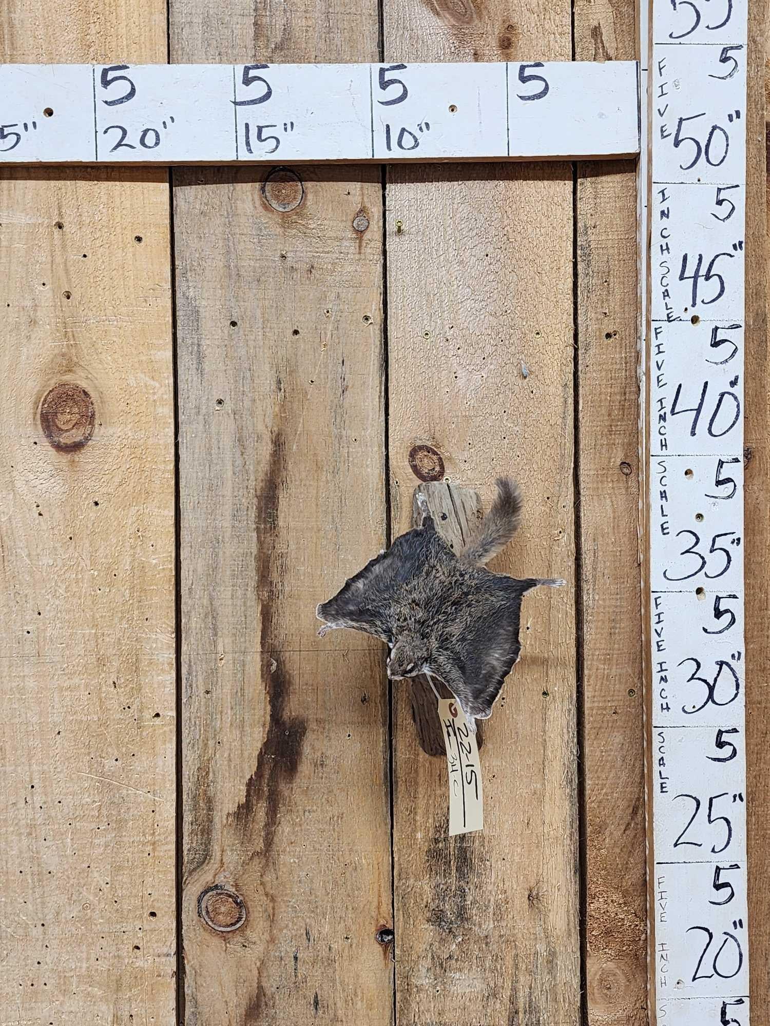 Flying Squirrel Full Body Taxidermy Mount: 22.15 Nicely done mount