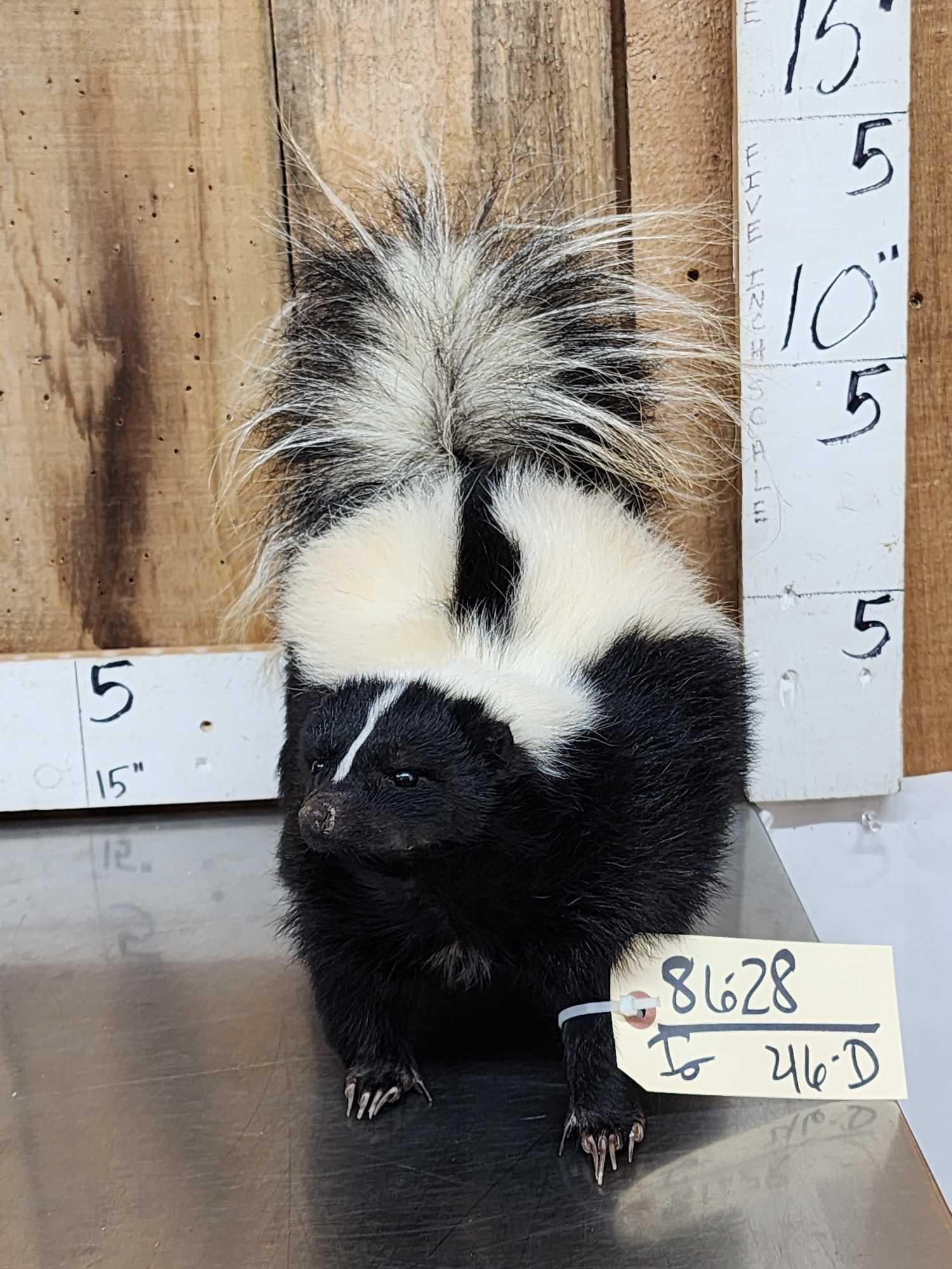 Skunk Full Body Taxidermy Mount: 86.28 Brand new mount free standing piece put him anywhere in your display