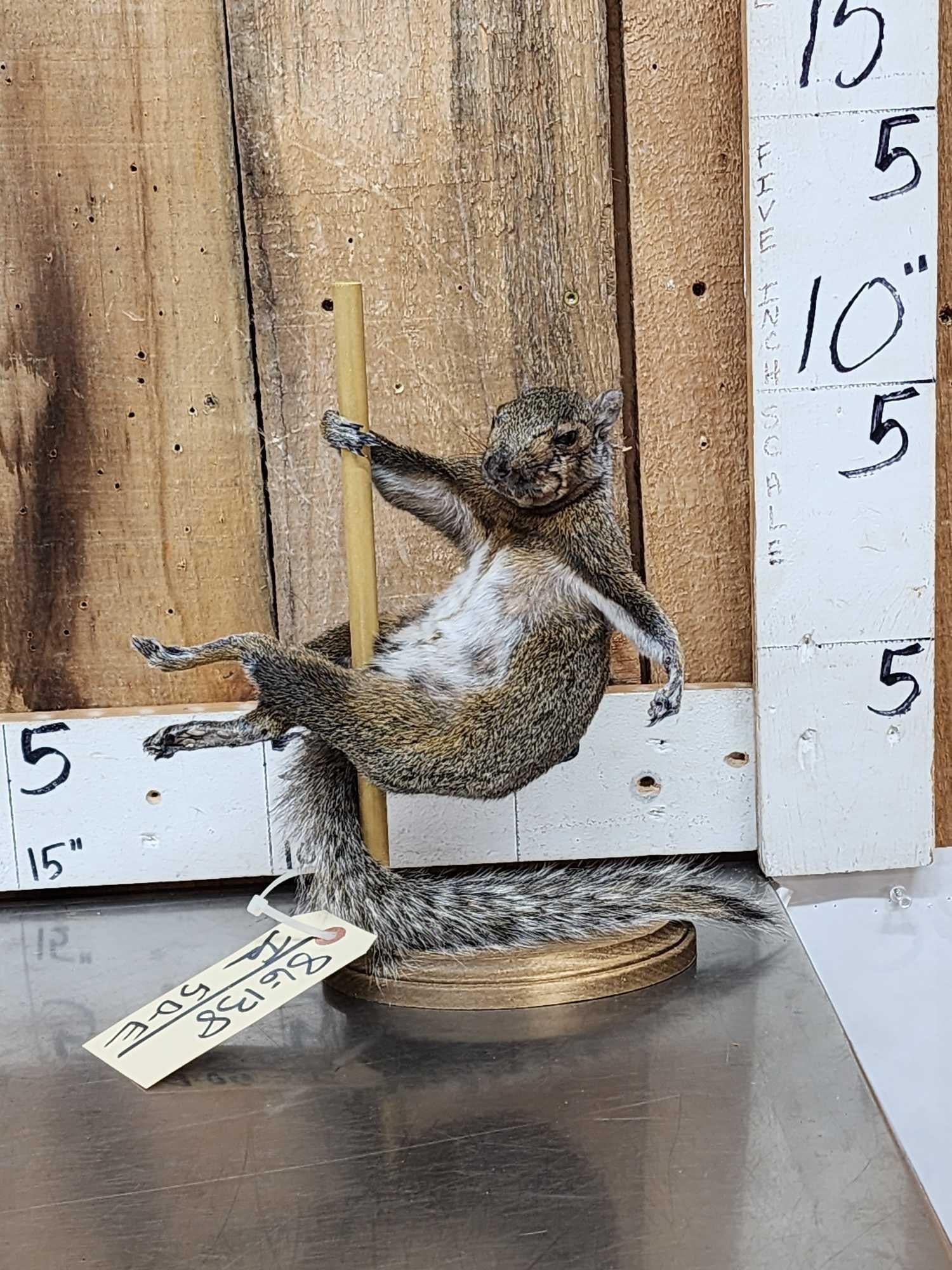 Squirrel On A Stripper Pole Taxidermy: 86.138 Great Oddities Curiosity piece brand new mount