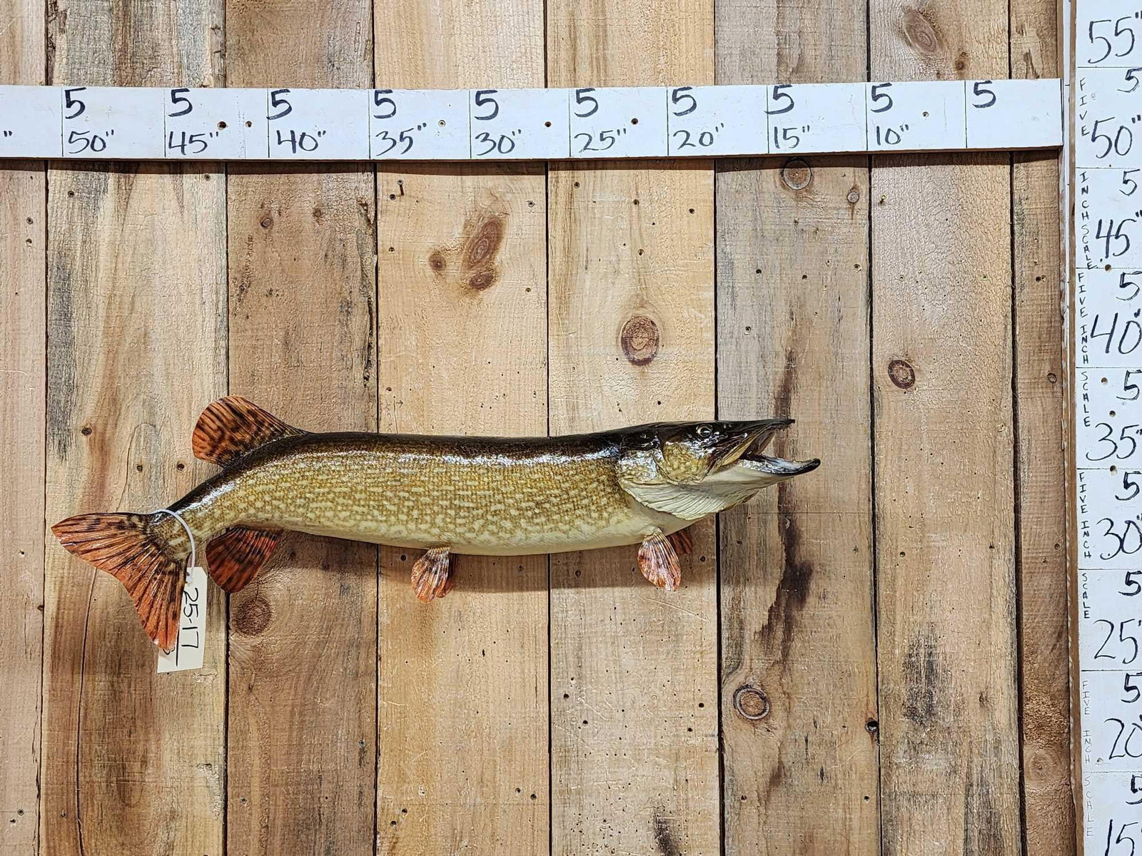 37" Northern Pike Real Skin Fish Taxidermy: 25.17 Great classic look