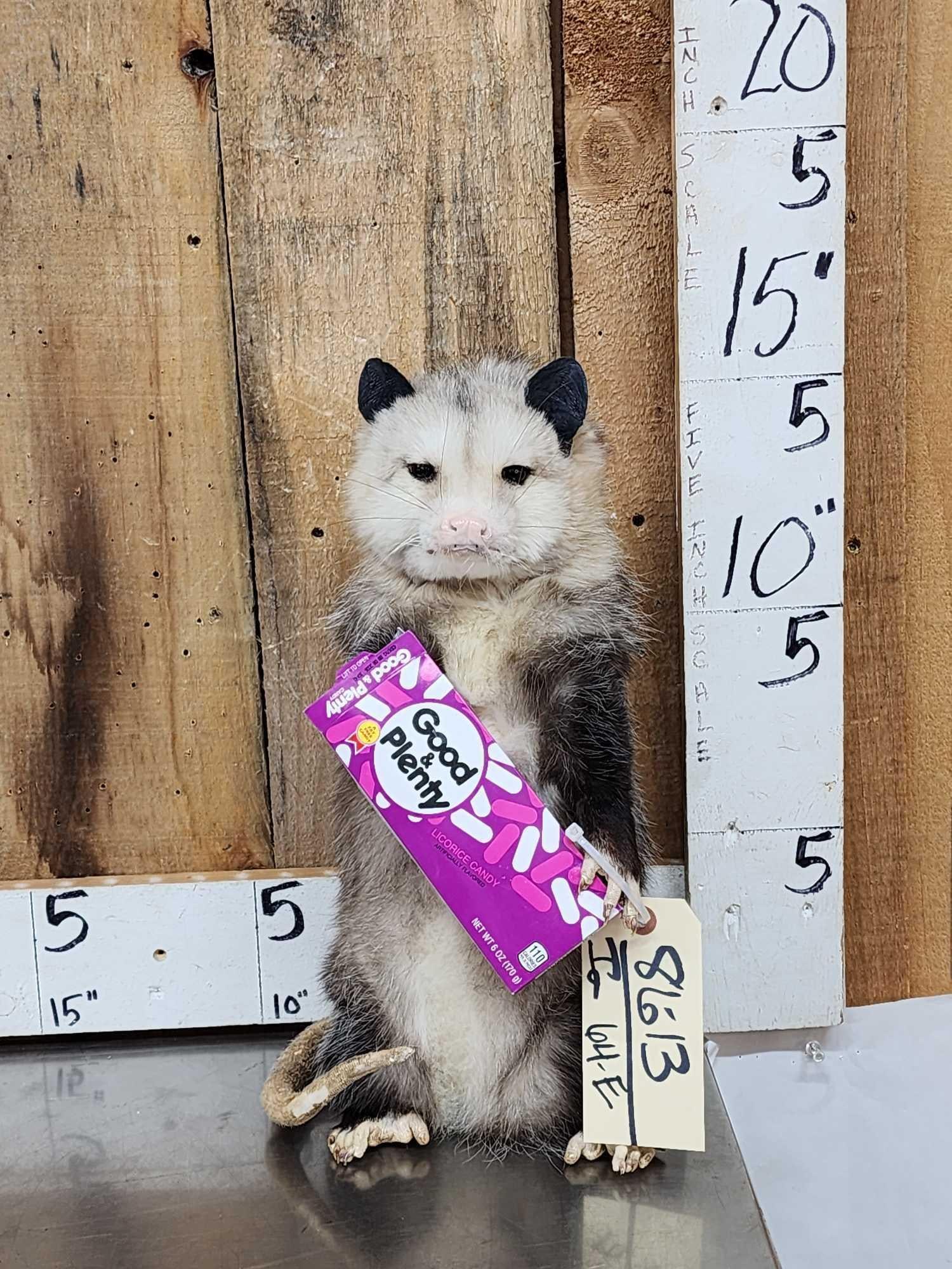 Opossum Eating Candy Taxidermy Mount: 86.13 Brand new mount