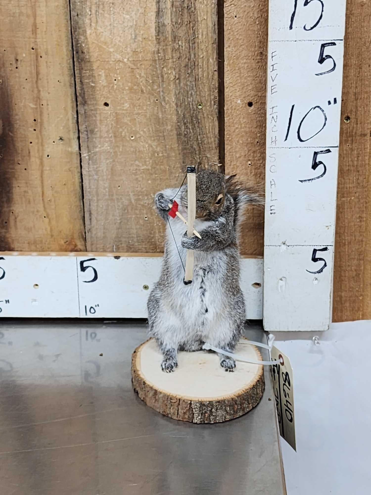 Bow Hunting Squirrel Taxidermy Mount (1 of 3)