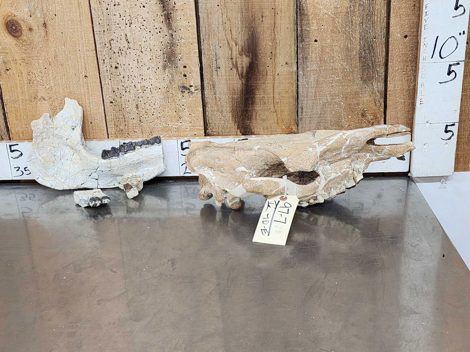 Subhyracodon " Running Rhino " Skull & Jaw Bone section Fossilized Fossil (1 of 10)