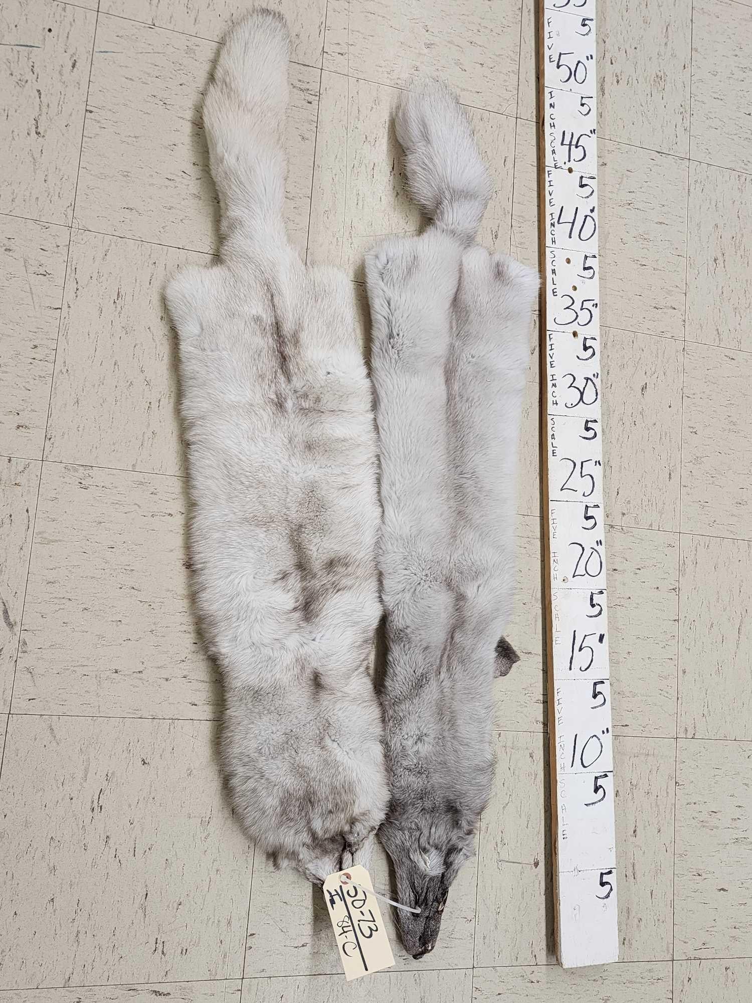 2 Ranch Fox Soft Tanned Furs Taxidermy (1 of 3)