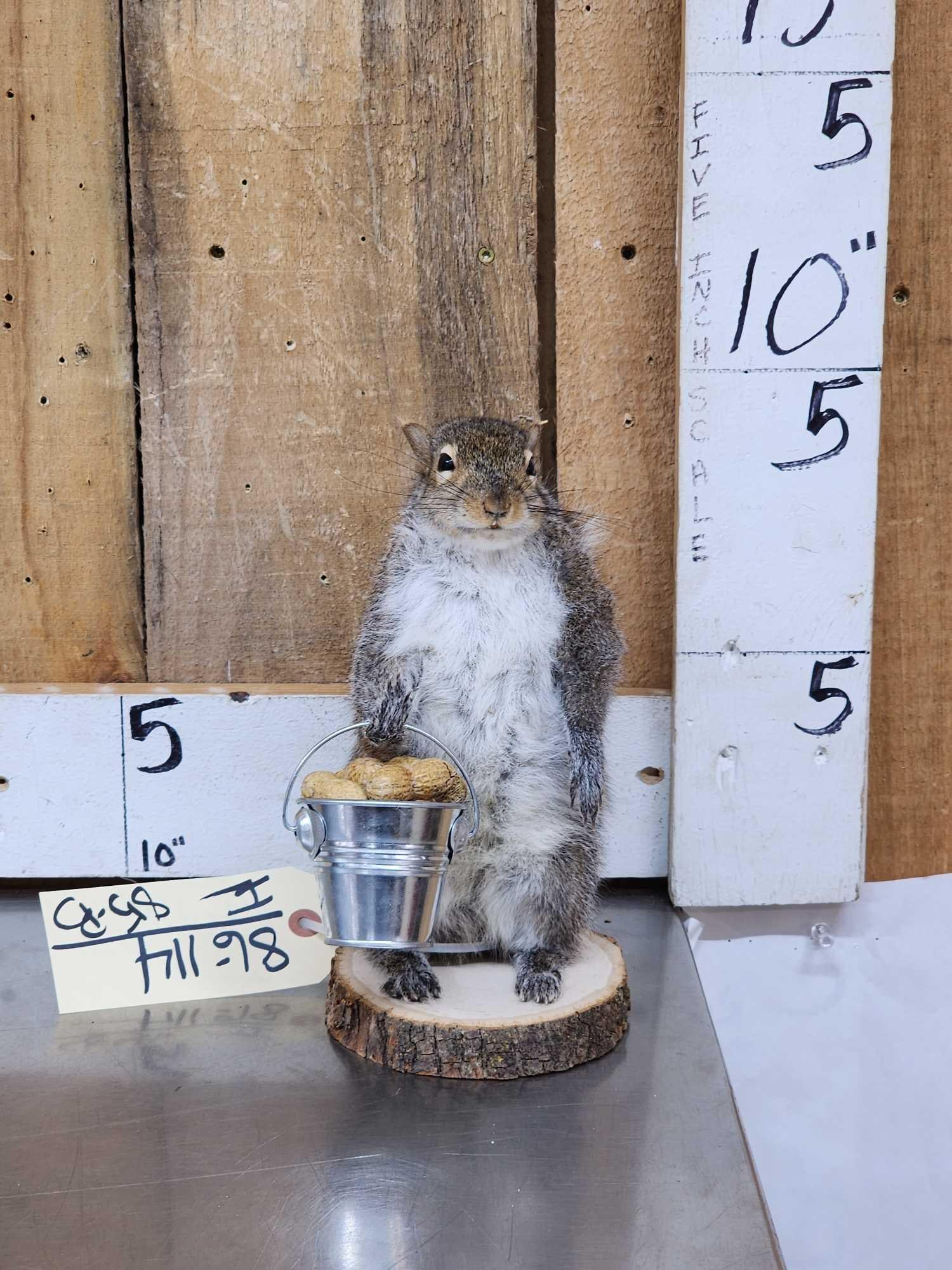 Squirrel Gathering Nuts Taxidermy Mount (1 of 3)