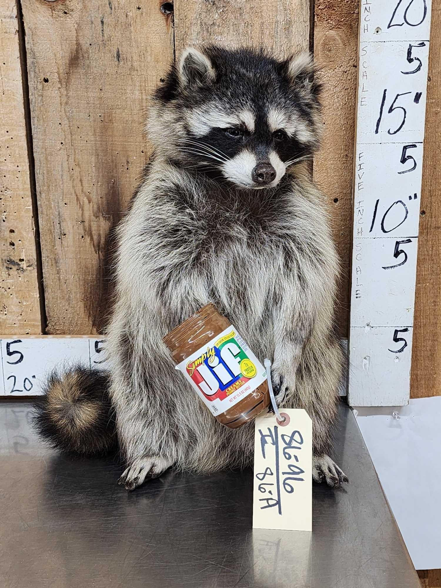 Raccoon Eating Peanut Butter Taxidermy (1 of 4)