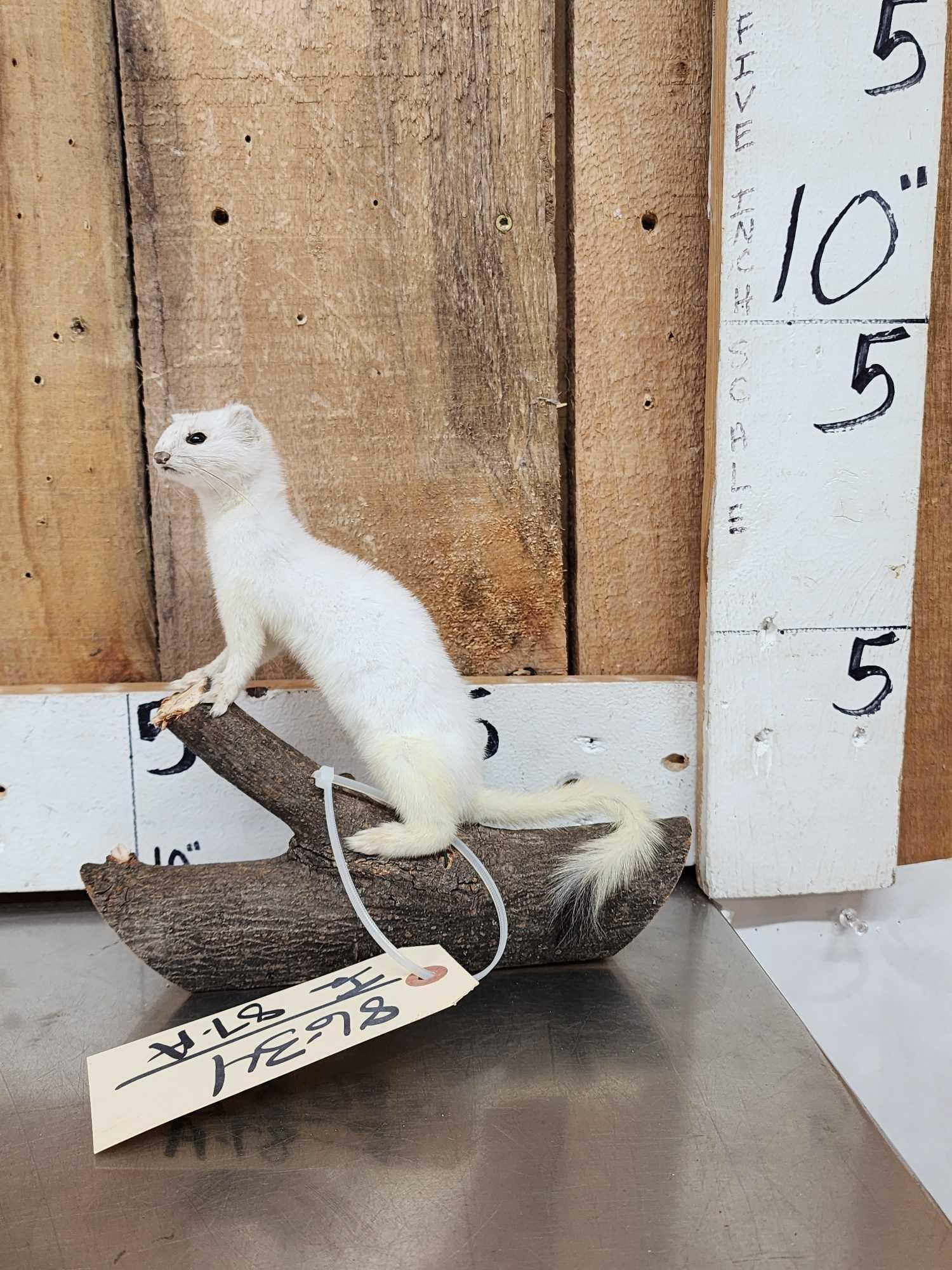 White Weasel Full Body Taxidermy Mount (1 of 5)