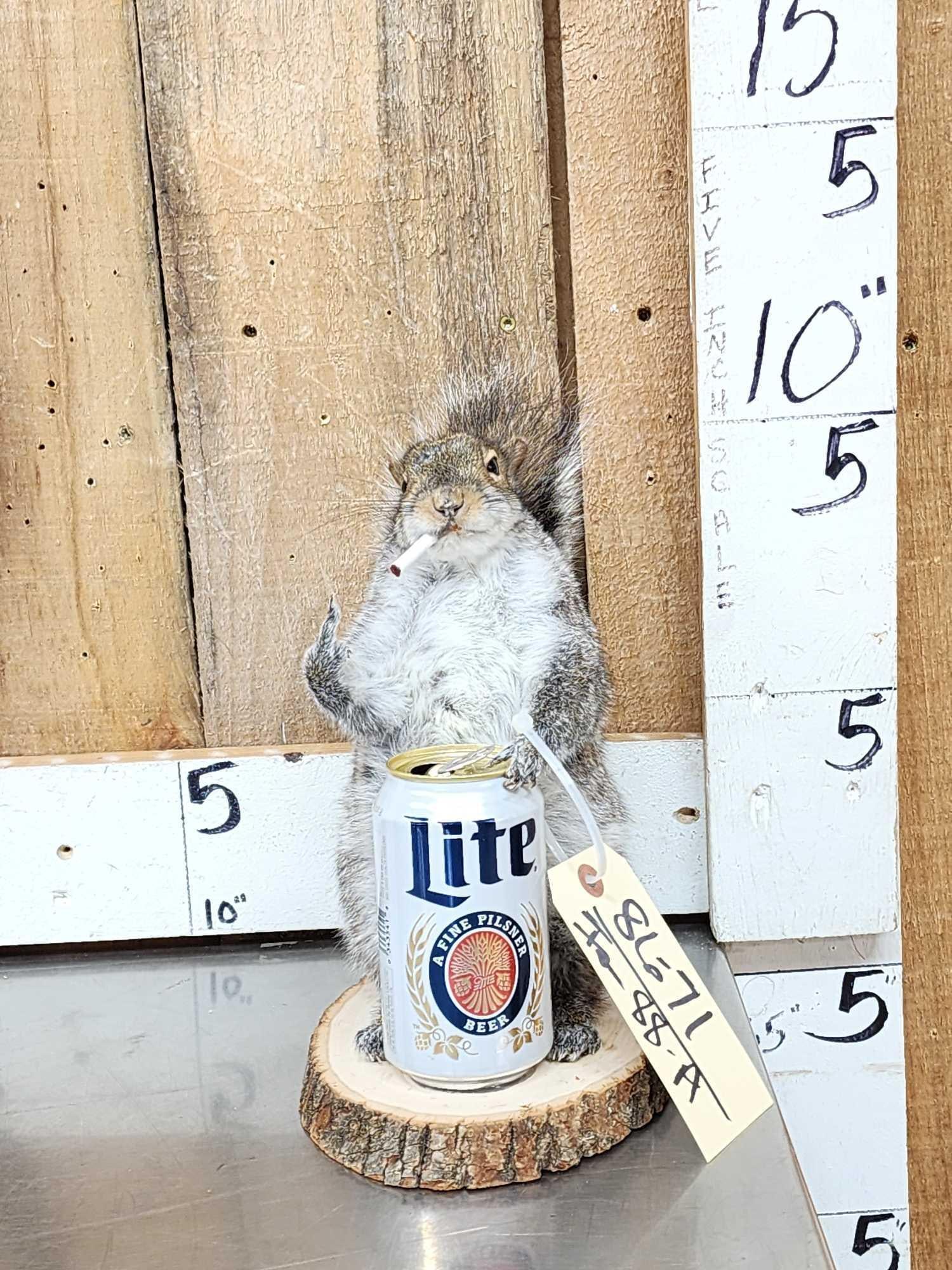 Naughty Squirrel Full Body Taxidermy Mount (1 of 3)