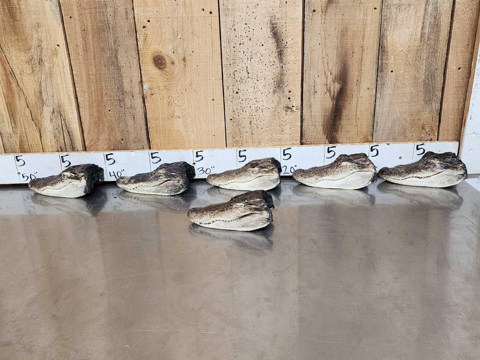 6 Taxidermy Alligator Heads (1 of 6)