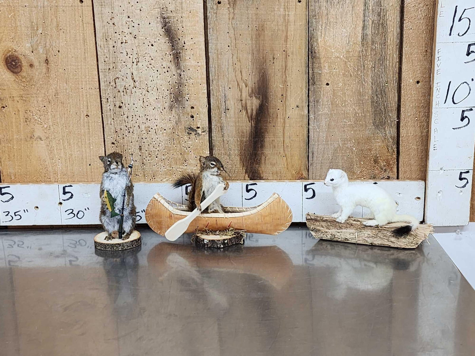 3 Cute Critters Taxidermy Lot (1 of 8)