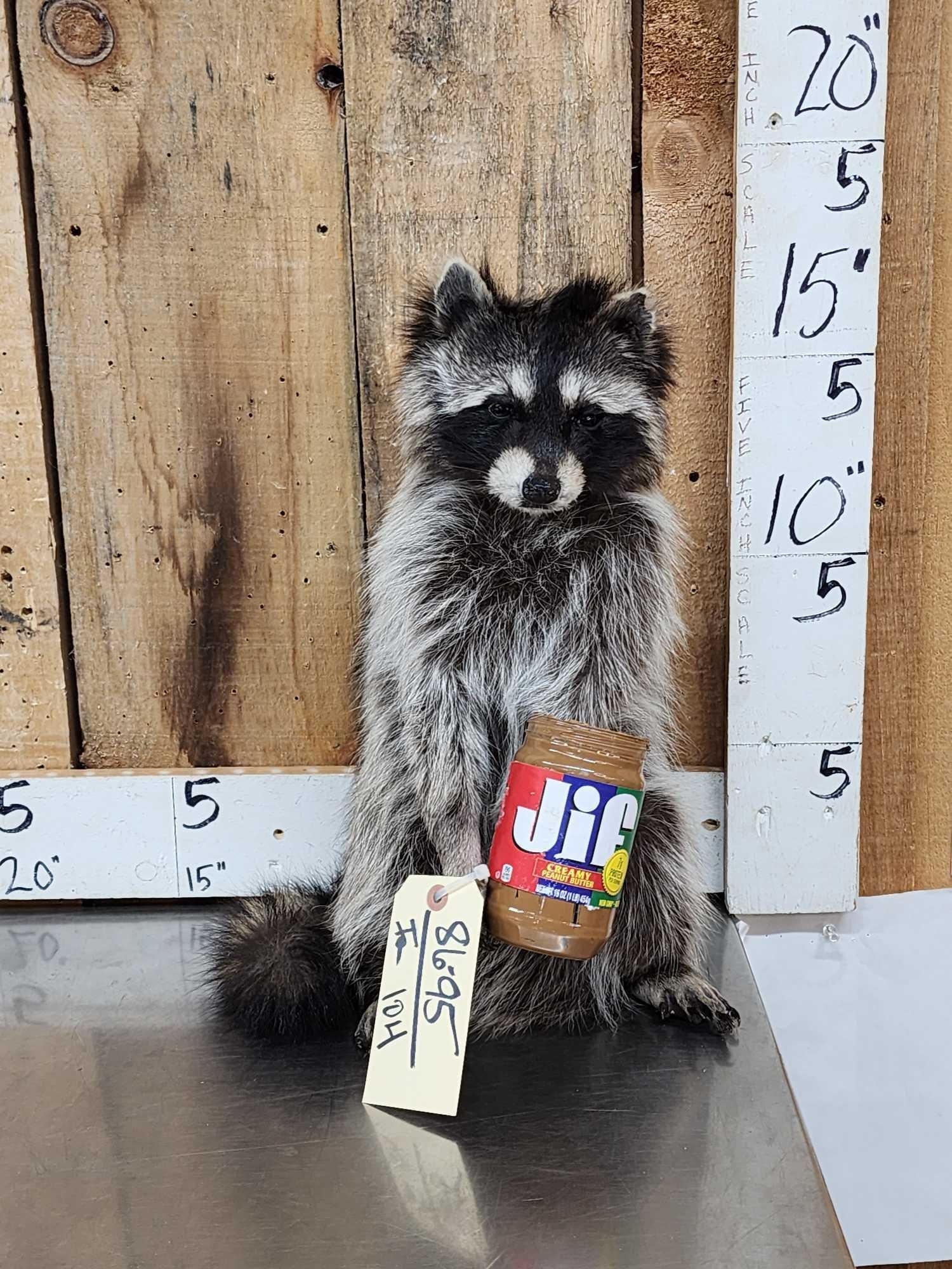 Raccoon Eating Peanut Butter Taxidermy Mount (1 of 3)