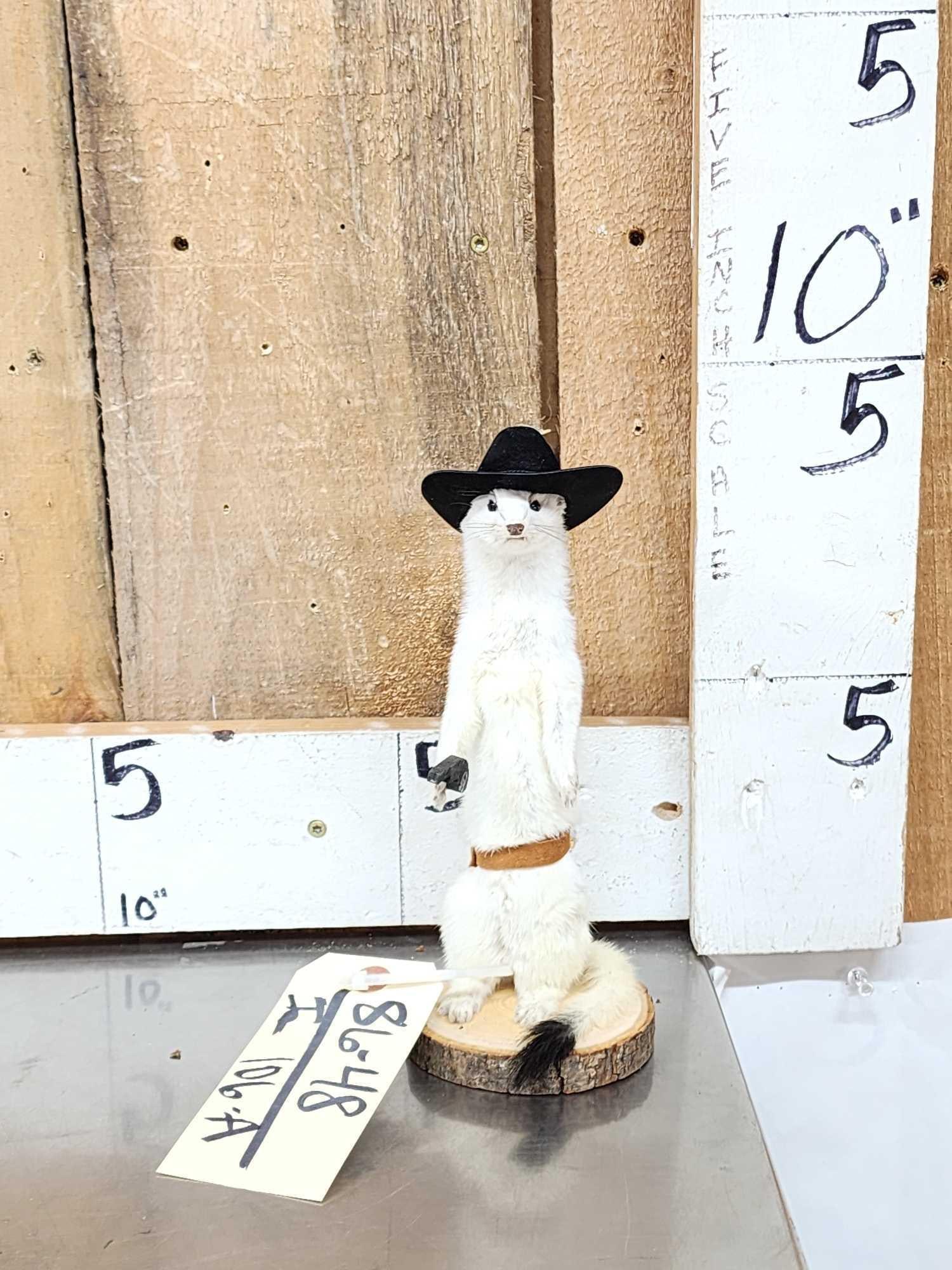 Sheriff Weasel Full Body Taxidermy Mount: 86.48 Brand new mount