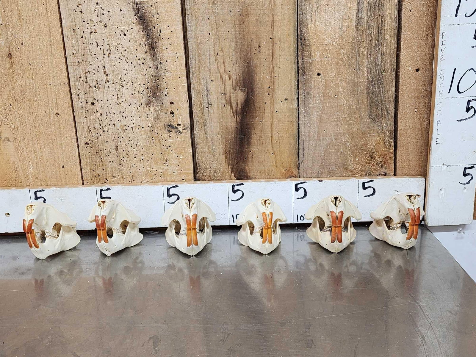 6 Beaver Skulls Taxidermy: 62.64 Professionally done skulls bottom jaws attached